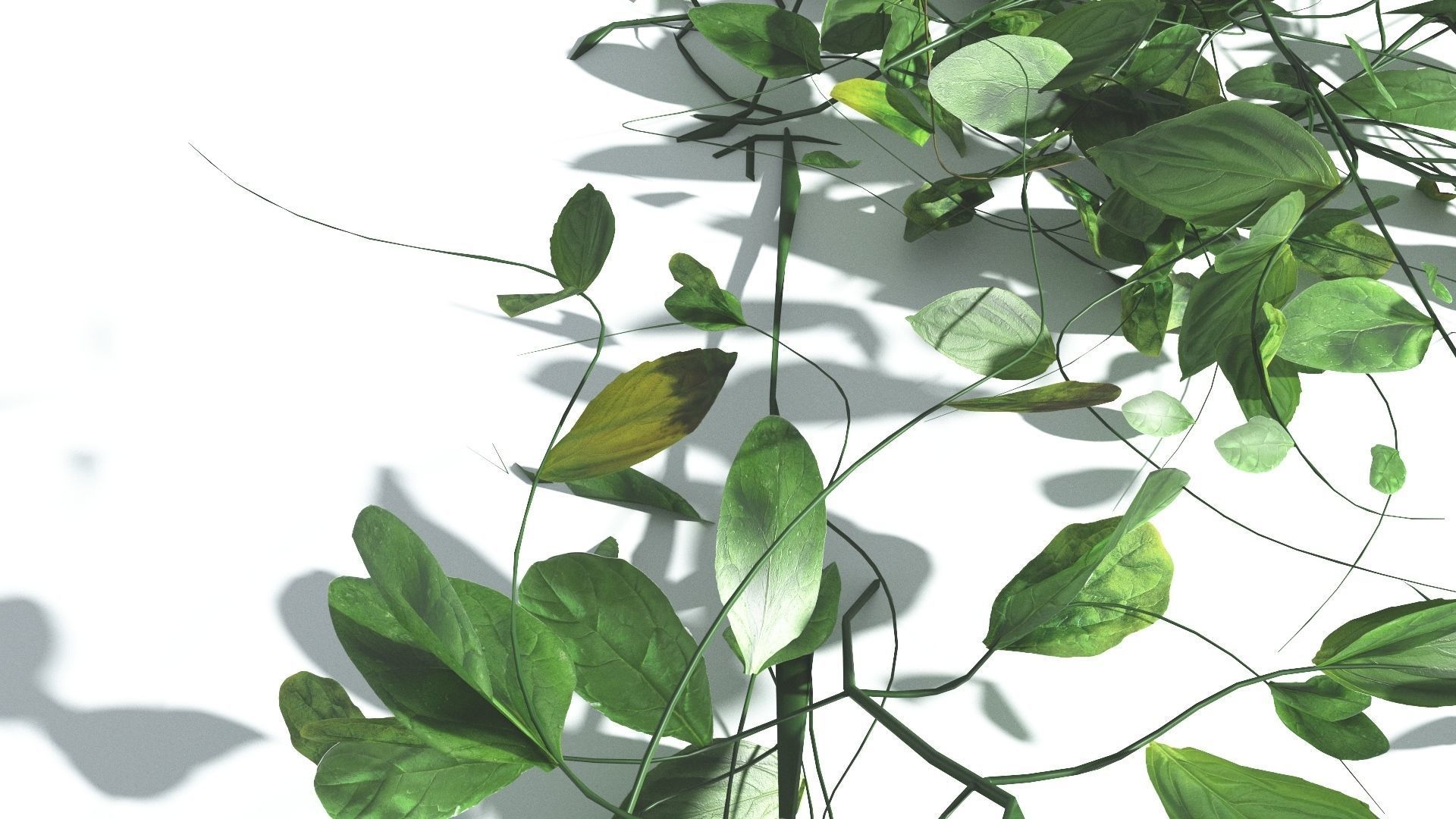 EVERYPlant Beach Morning Glory LowPoly 1 --14 Models-- Low-poly 3D model_28