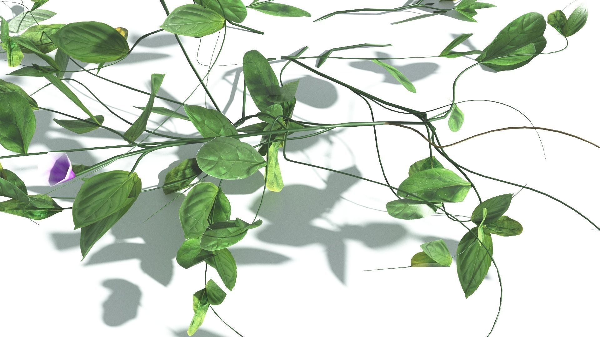 EVERYPlant Beach Morning Glory LowPoly 1 --14 Models-- Low-poly 3D model_6