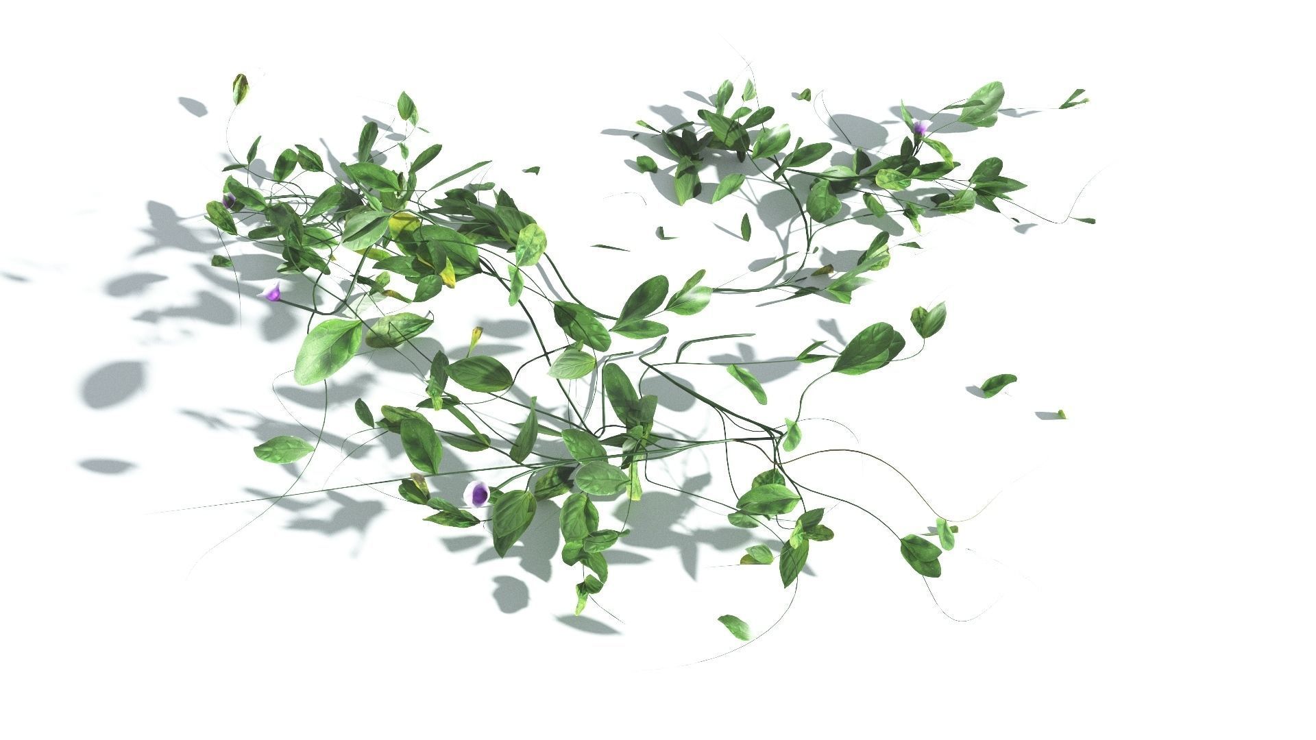 EVERYPlant Beach Morning Glory LowPoly 1 --14 Models-- Low-poly 3D model_31