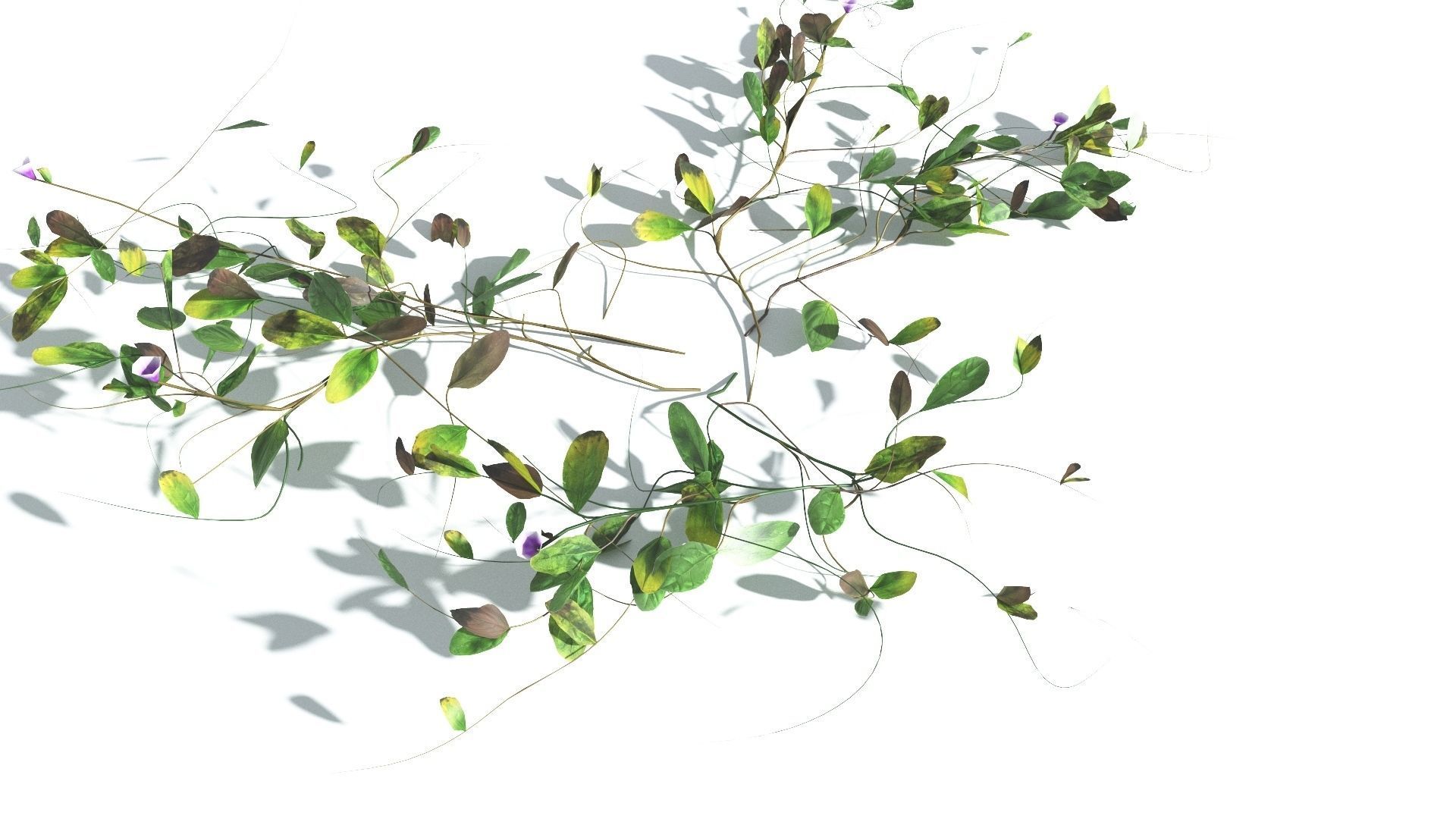 EVERYPlant Beach Morning Glory LowPoly 1 --14 Models-- Low-poly 3D model_9