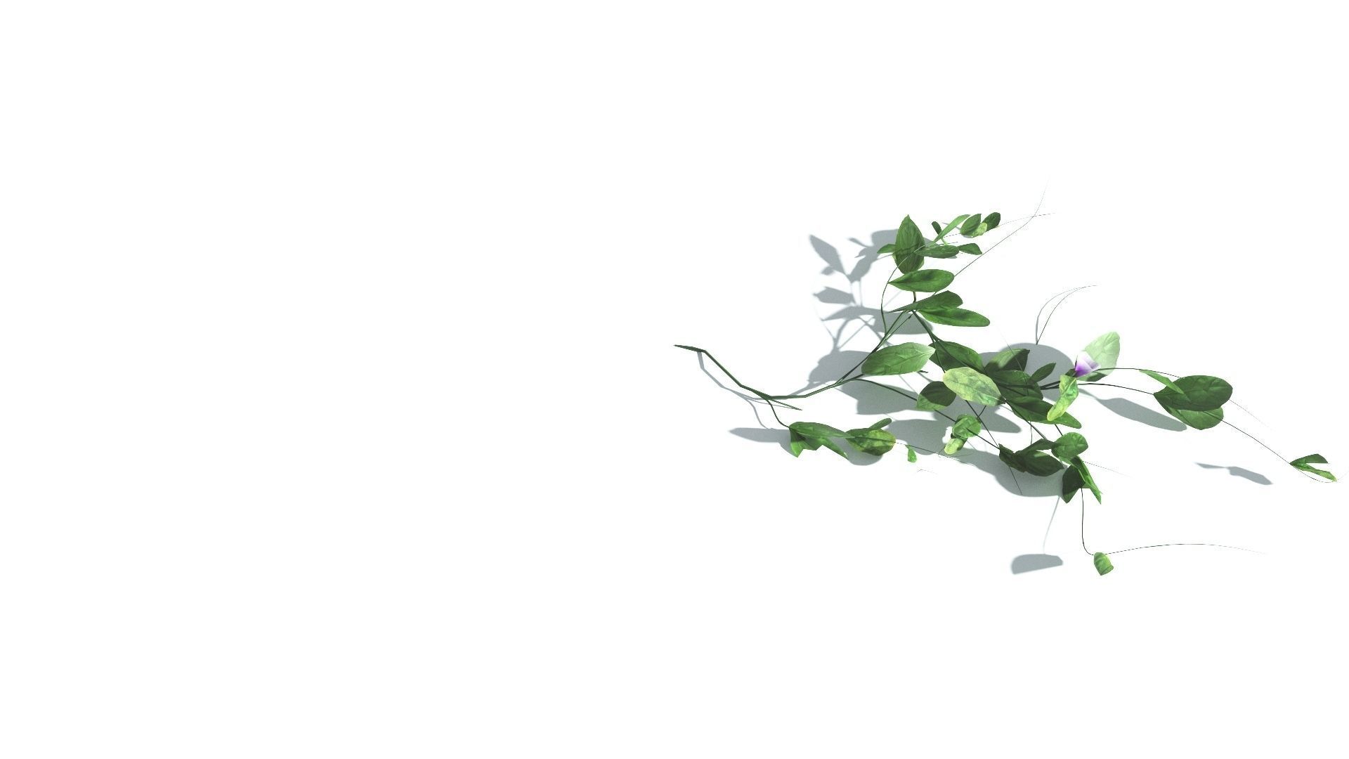 EVERYPlant Beach Morning Glory LowPoly 1 --14 Models-- Low-poly 3D model_23