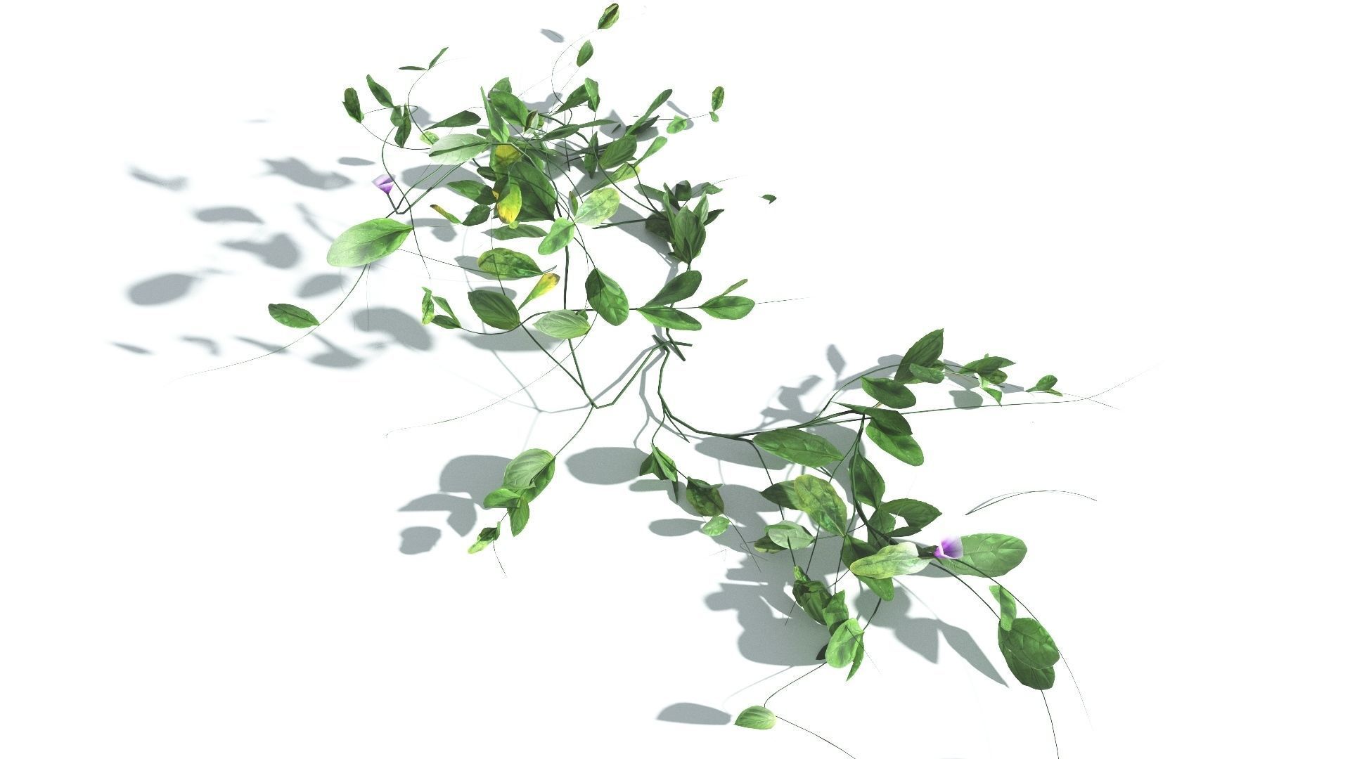 EVERYPlant Beach Morning Glory LowPoly 1 --14 Models-- Low-poly 3D model_25
