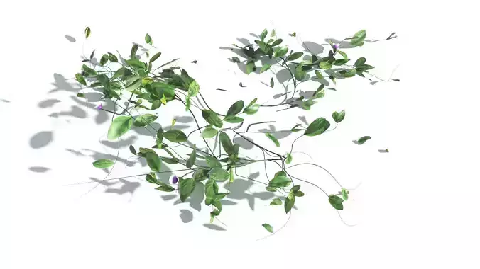EVERYPlant Beach Morning Glory LowPoly 1 --14 Models-- Low-poly 3D model