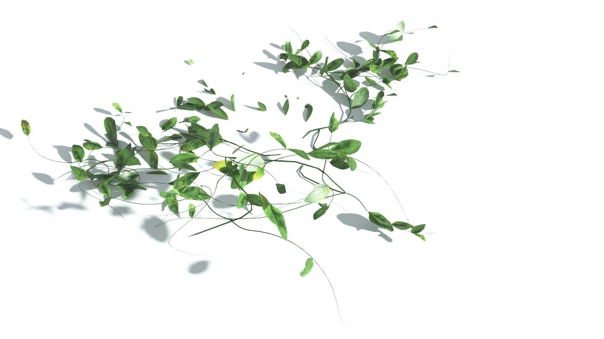 EVERYPlant Beach Morning Glory LowPoly 1 --14 Models-- Low-poly 3D model_17