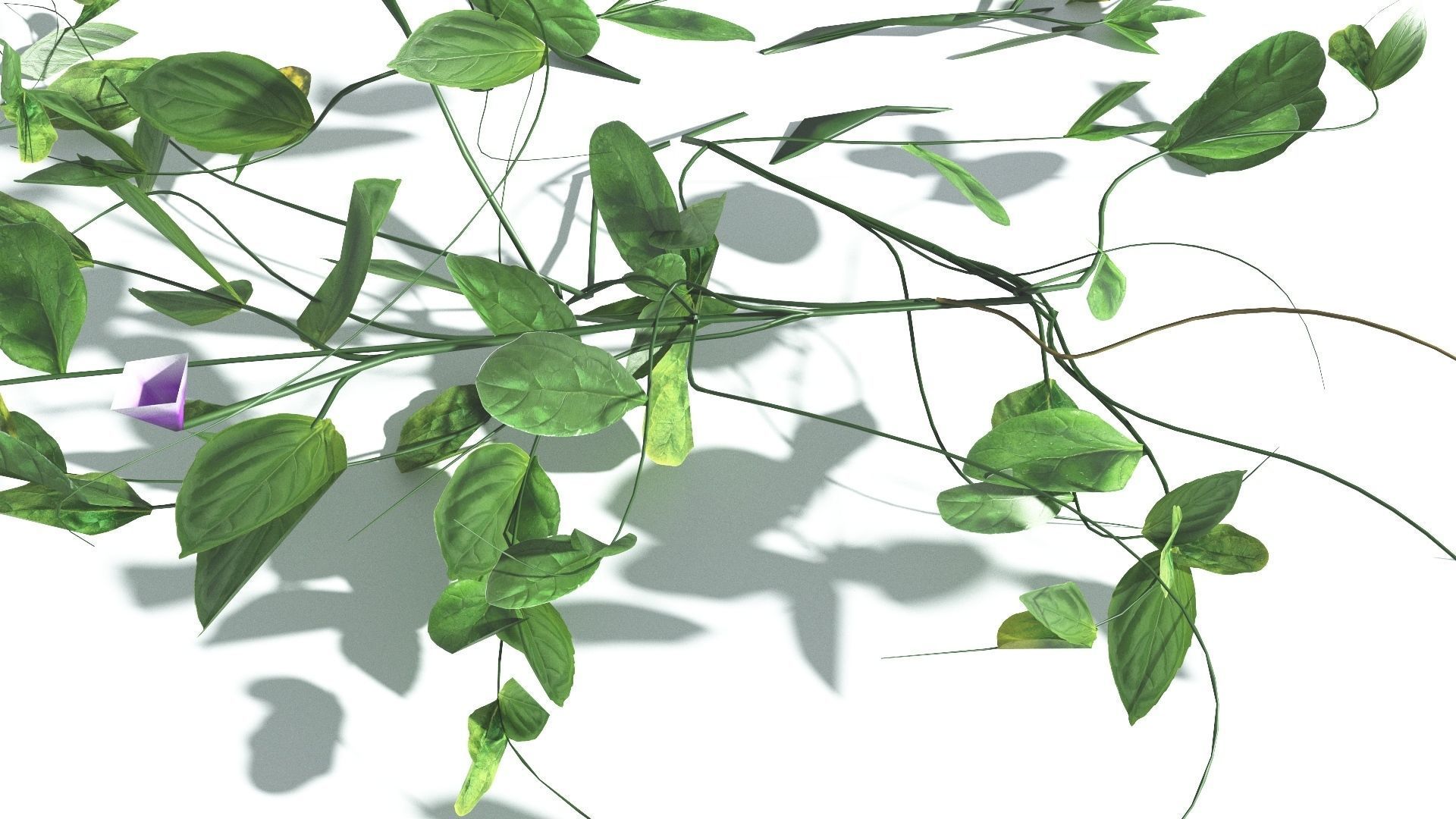 EVERYPlant Beach Morning Glory LowPoly 1 --14 Models-- Low-poly 3D model_30