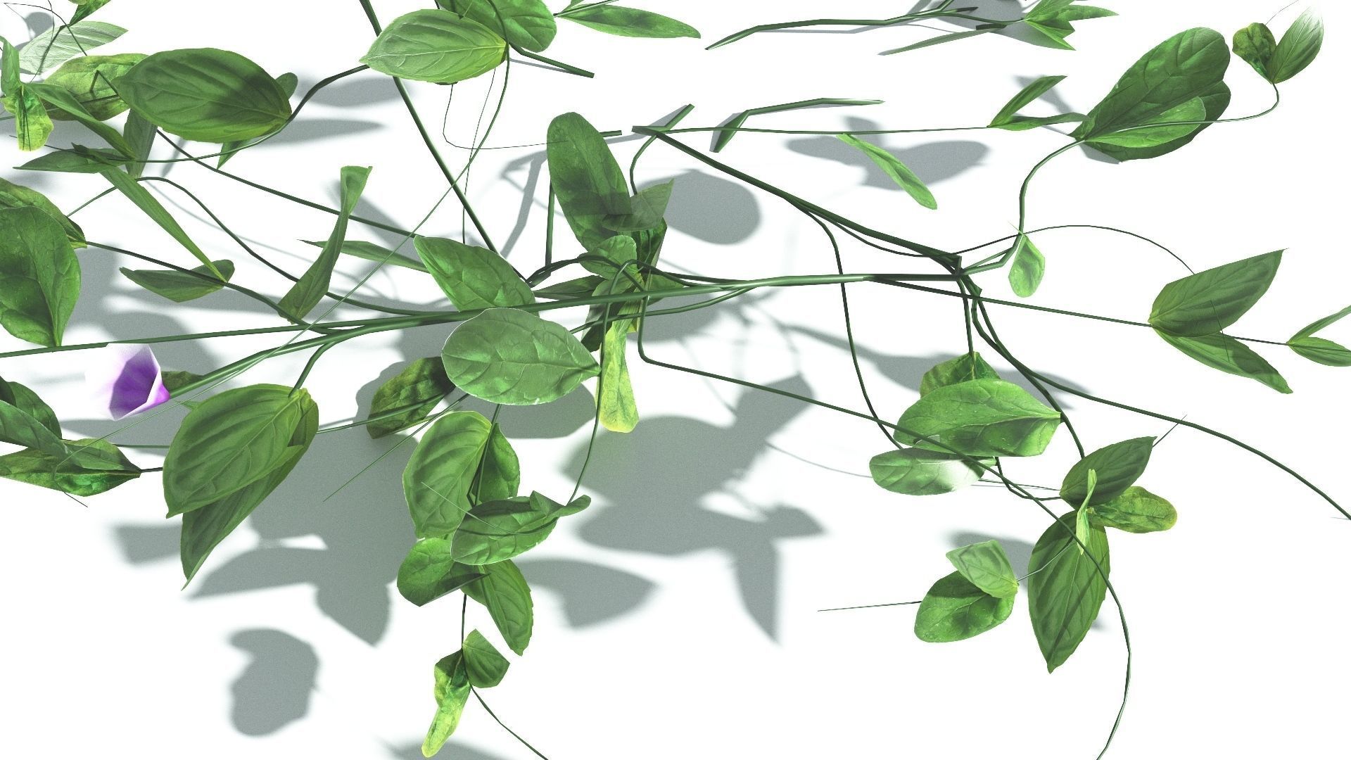 EVERYPlant Beach Morning Glory LowPoly 1 --14 Models-- Low-poly 3D model_8