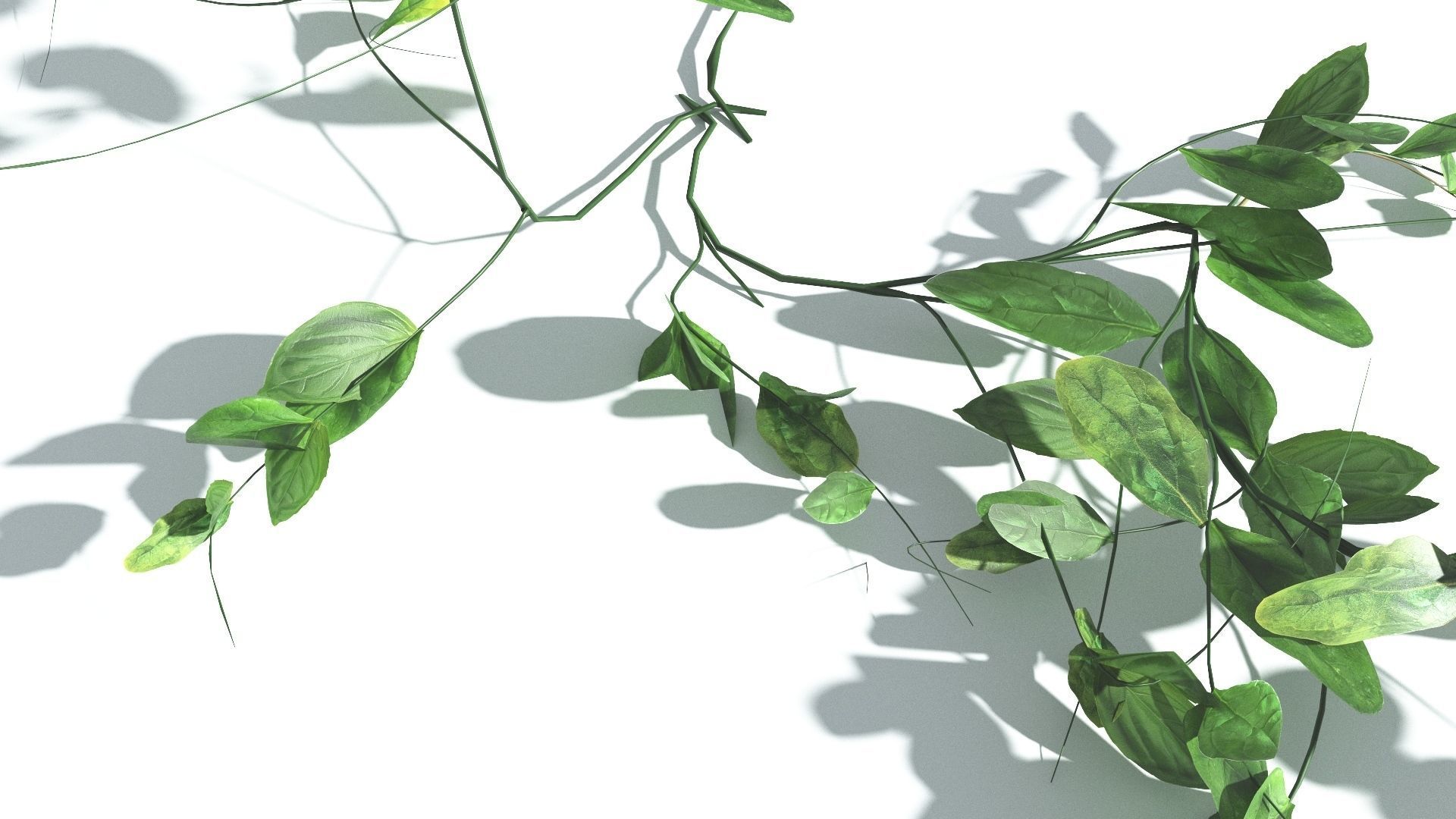 EVERYPlant Beach Morning Glory LowPoly 1 --14 Models-- Low-poly 3D model_26