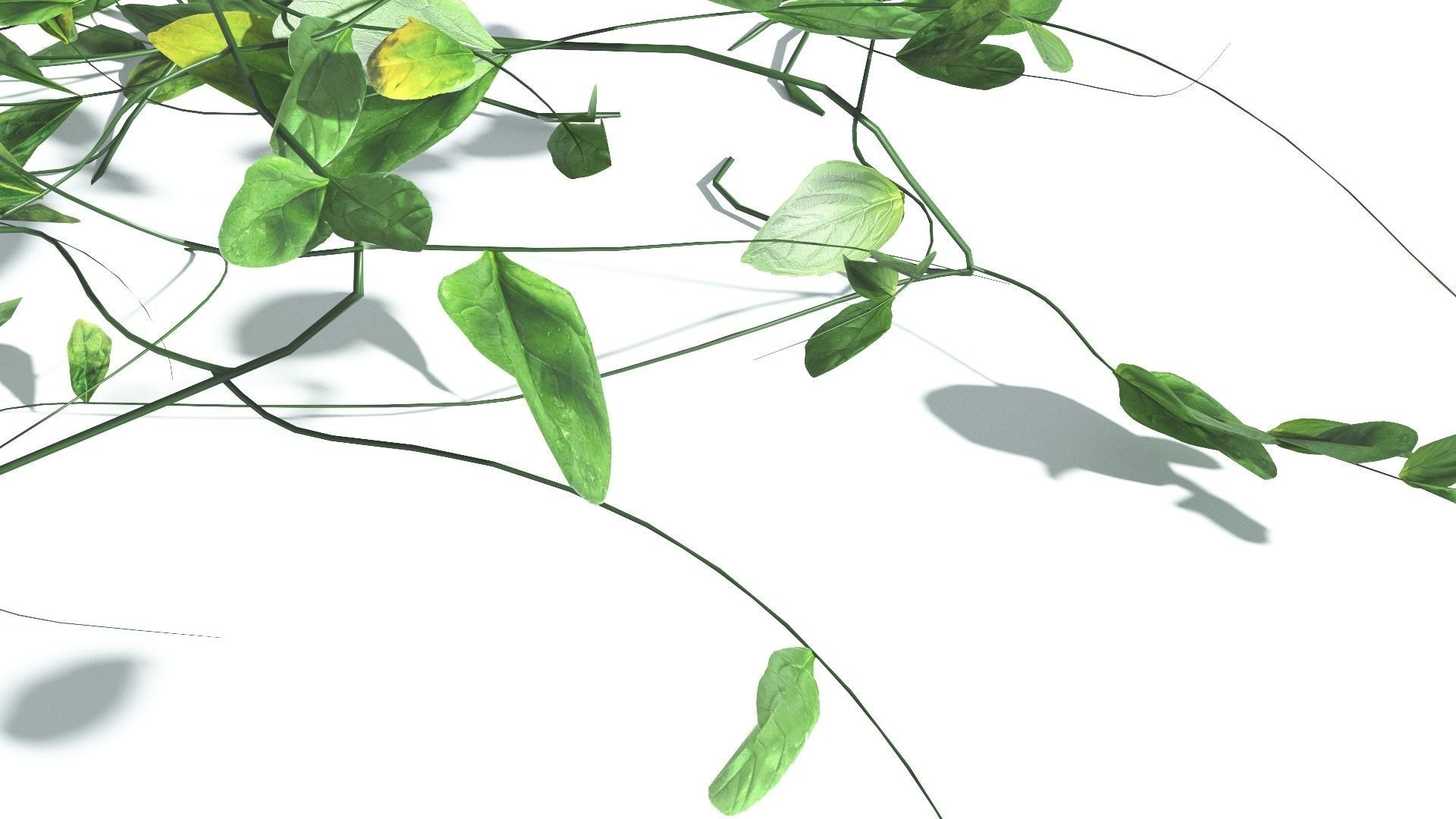 EVERYPlant Beach Morning Glory LowPoly 1 --14 Models-- Low-poly 3D model_18