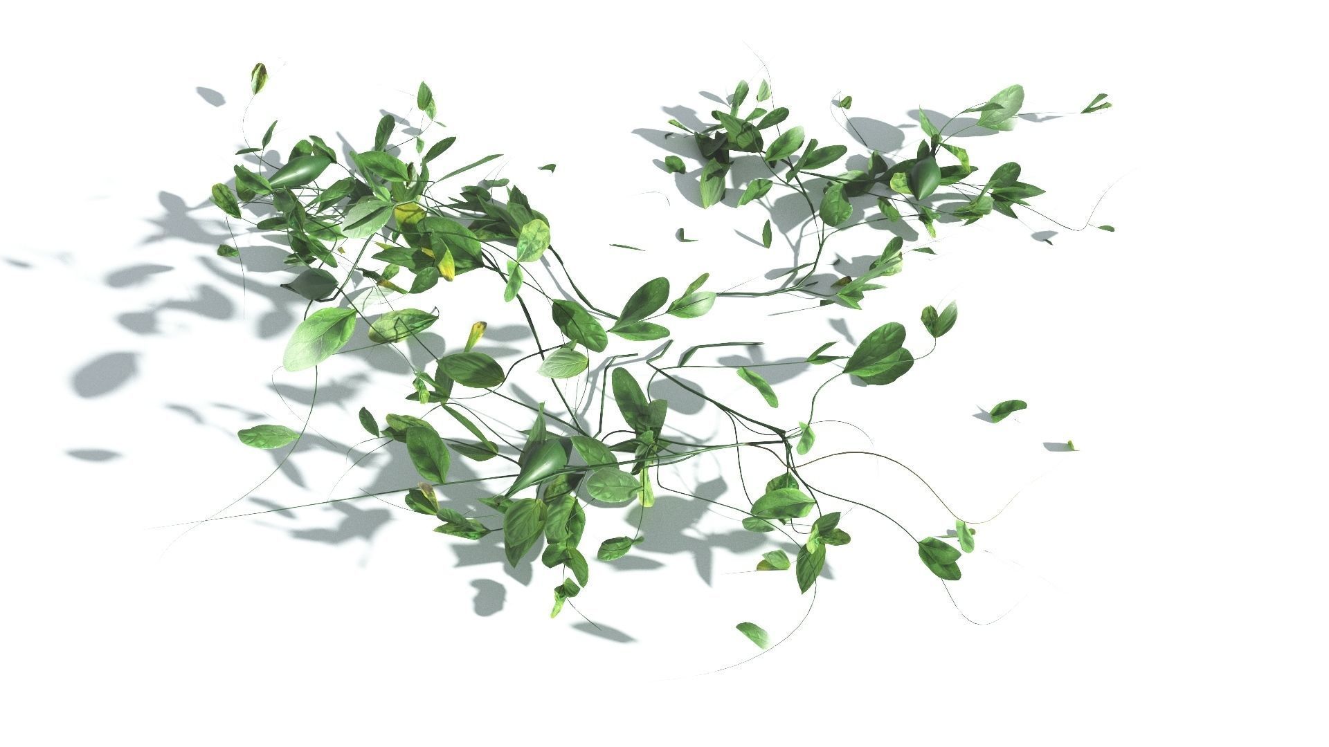 EVERYPlant Beach Morning Glory LowPoly 1 --14 Models-- Low-poly 3D model_15