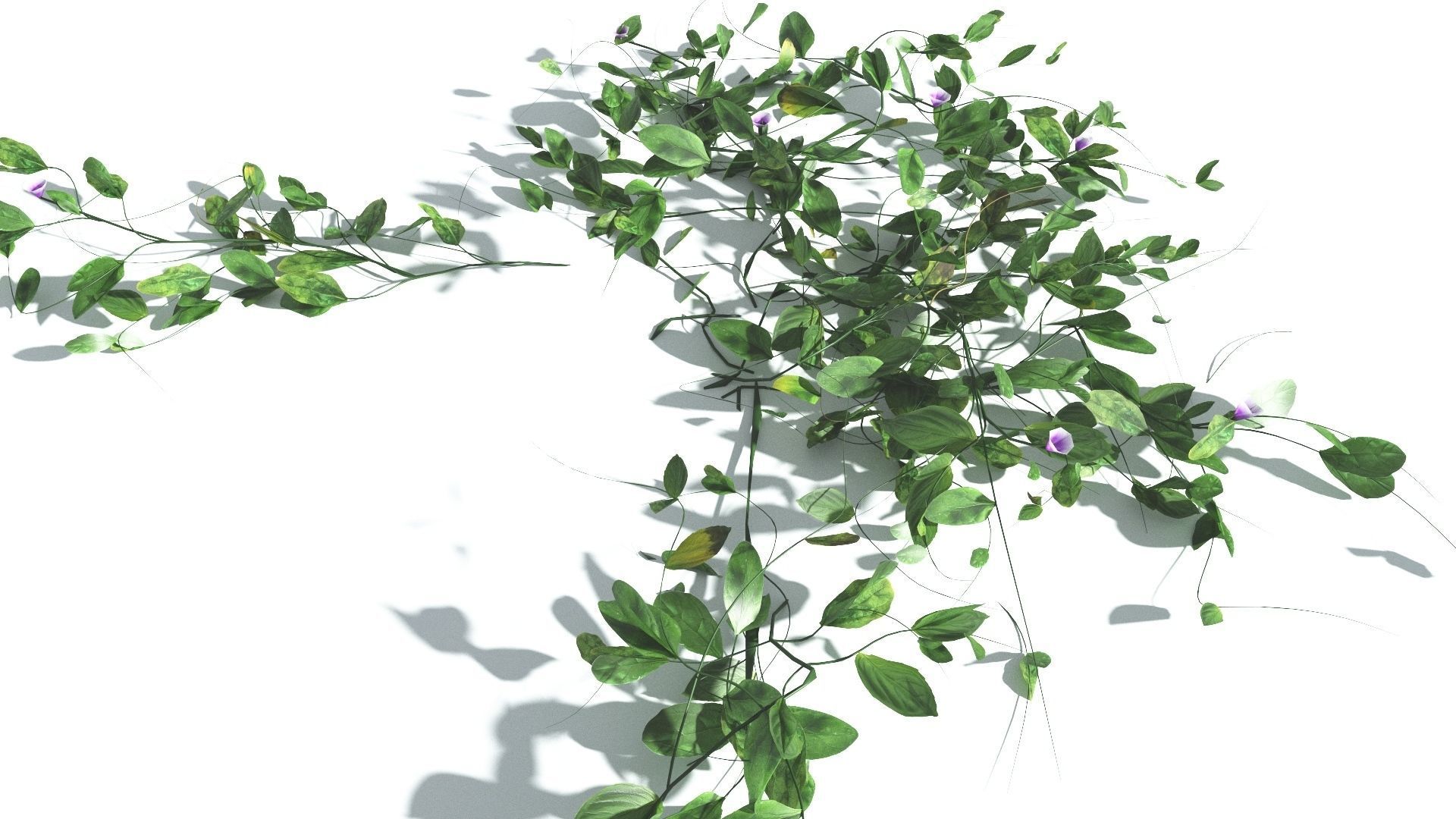 EVERYPlant Beach Morning Glory LowPoly 1 --14 Models-- Low-poly 3D model_27