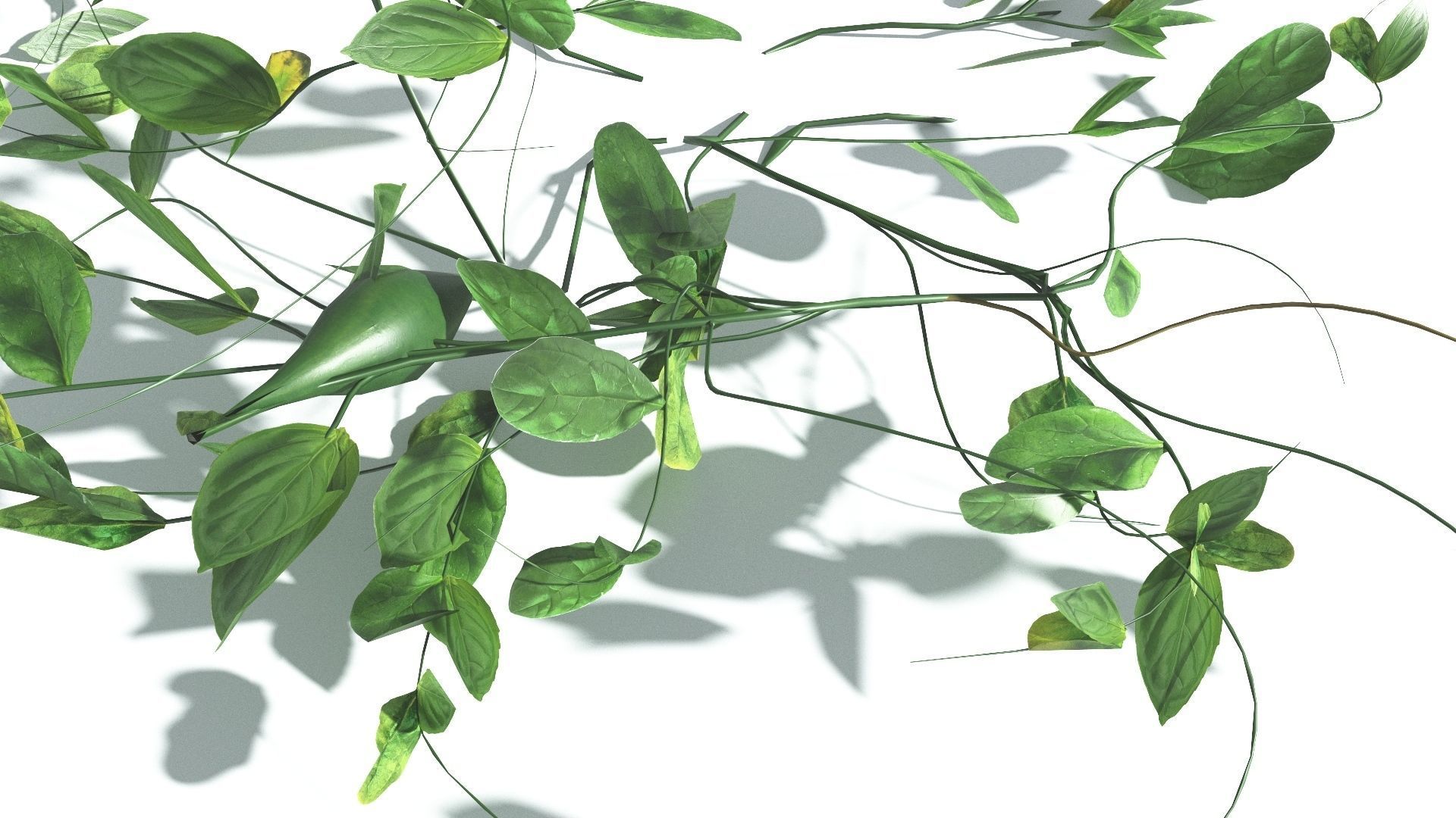 EVERYPlant Beach Morning Glory LowPoly 1 --14 Models-- Low-poly 3D model_16