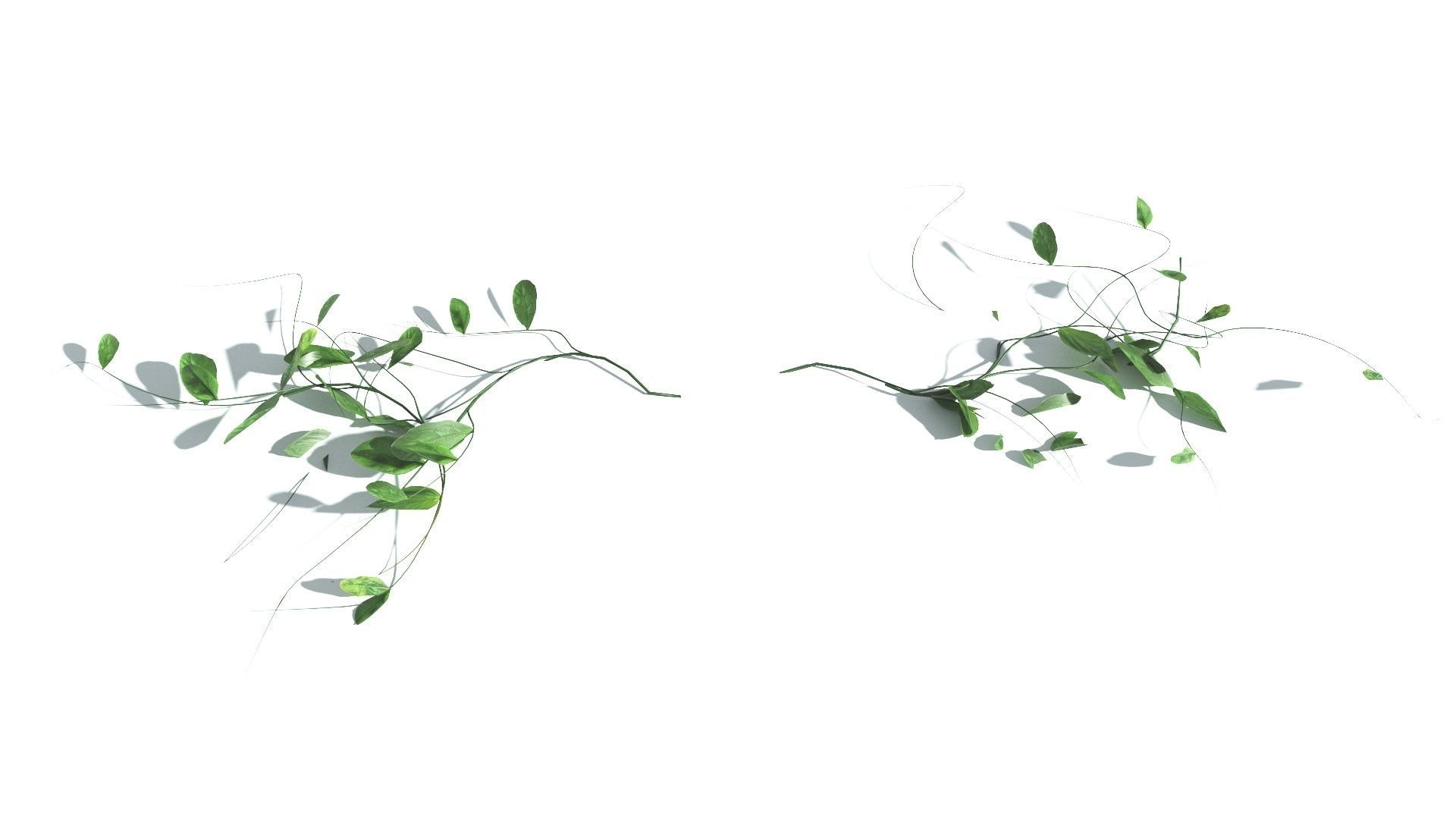 EVERYPlant Beach Morning Glory LowPoly 1 --14 Models-- Low-poly 3D model_19