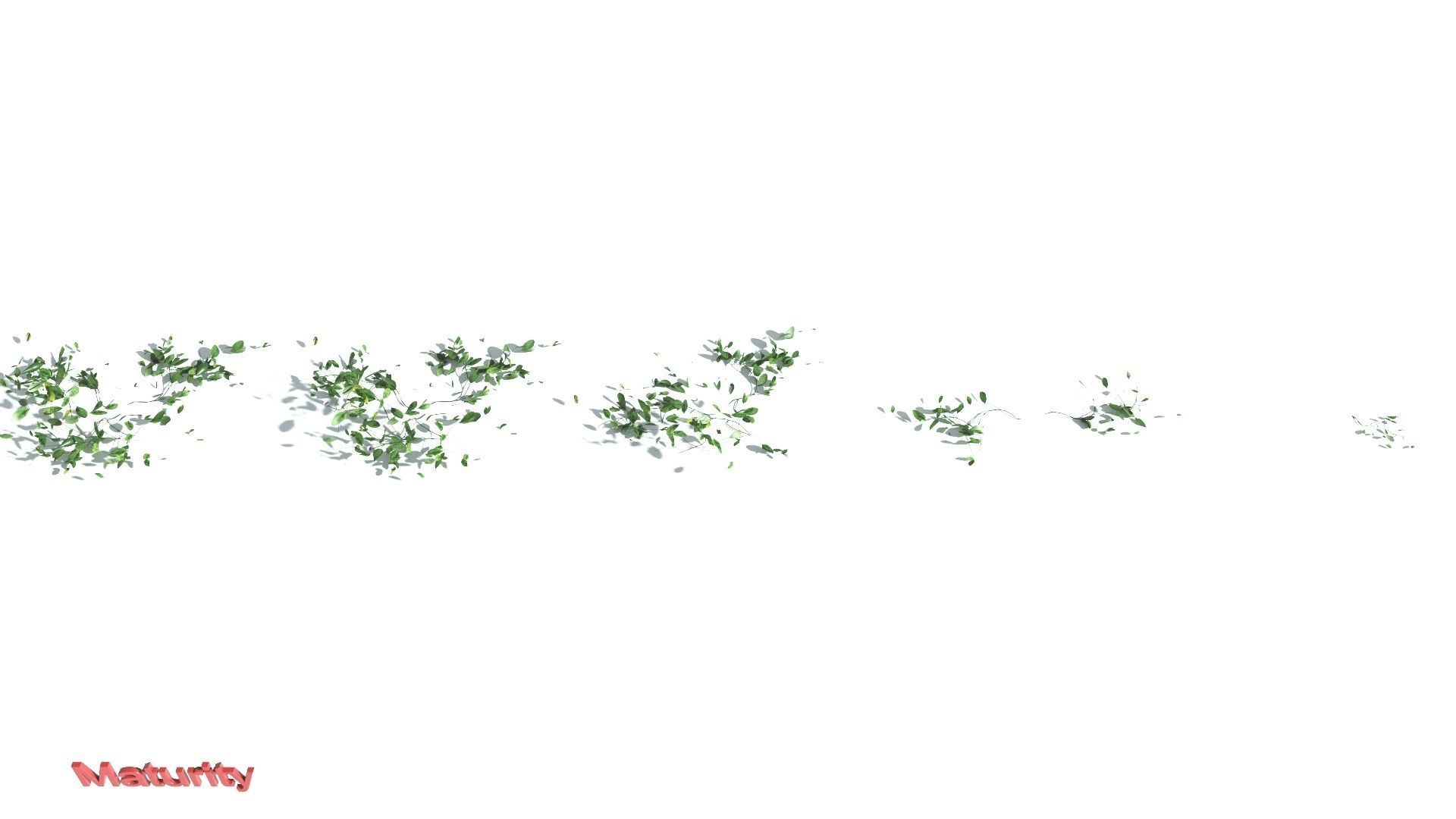 EVERYPlant Beach Morning Glory LowPoly 1 --14 Models-- Low-poly 3D model_2