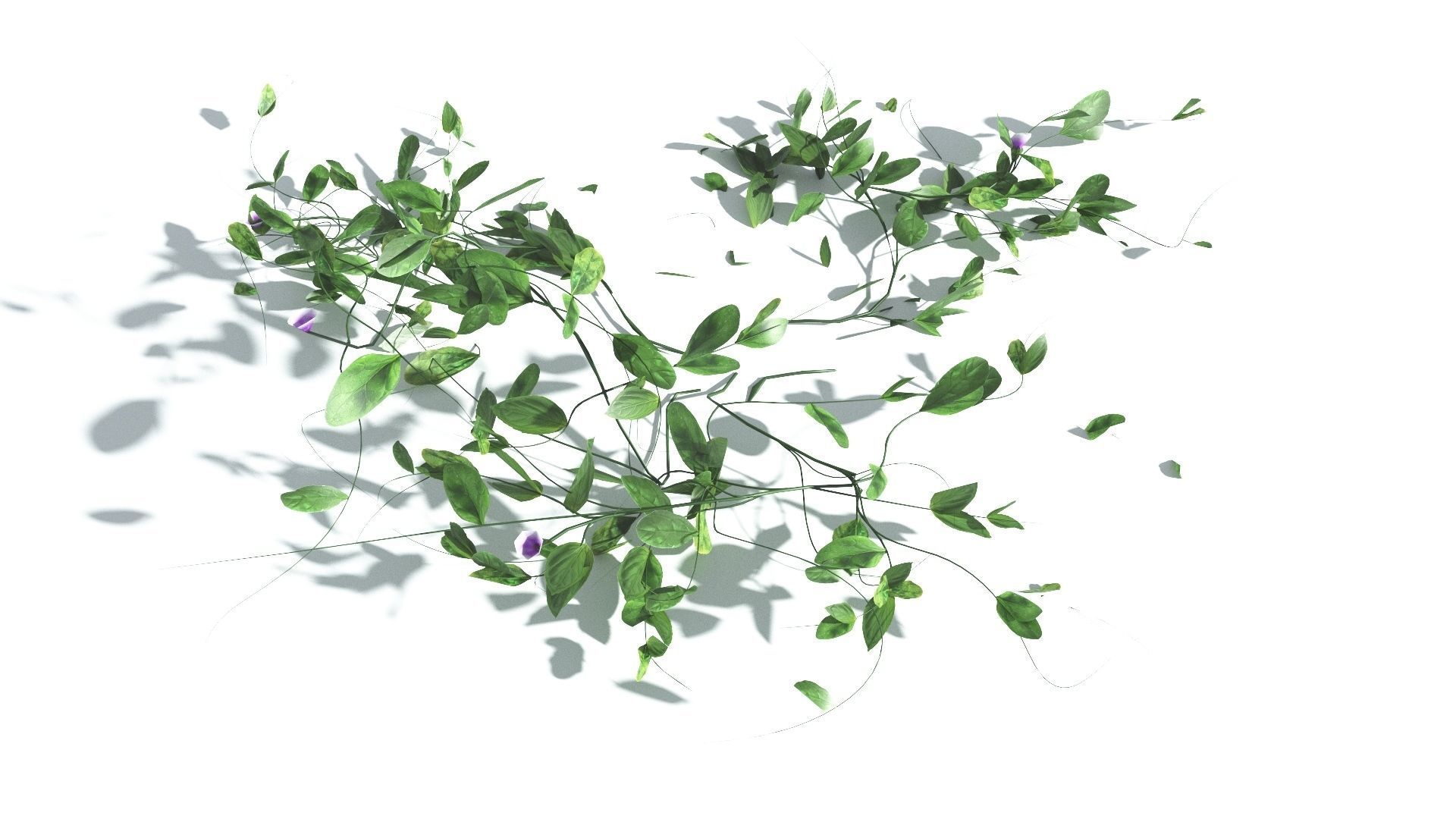 EVERYPlant Beach Morning Glory LowPoly 1 --14 Models-- Low-poly 3D model_7