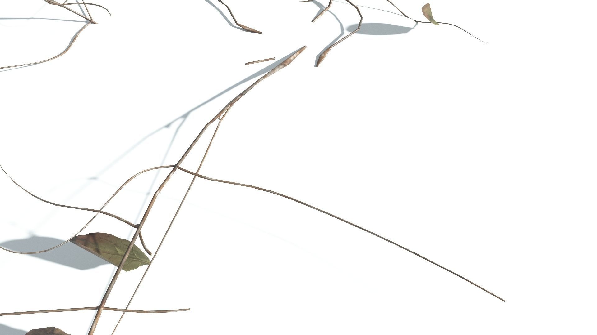 EVERYPlant Beach Morning Glory LowPoly 1 --14 Models-- Low-poly 3D model_14