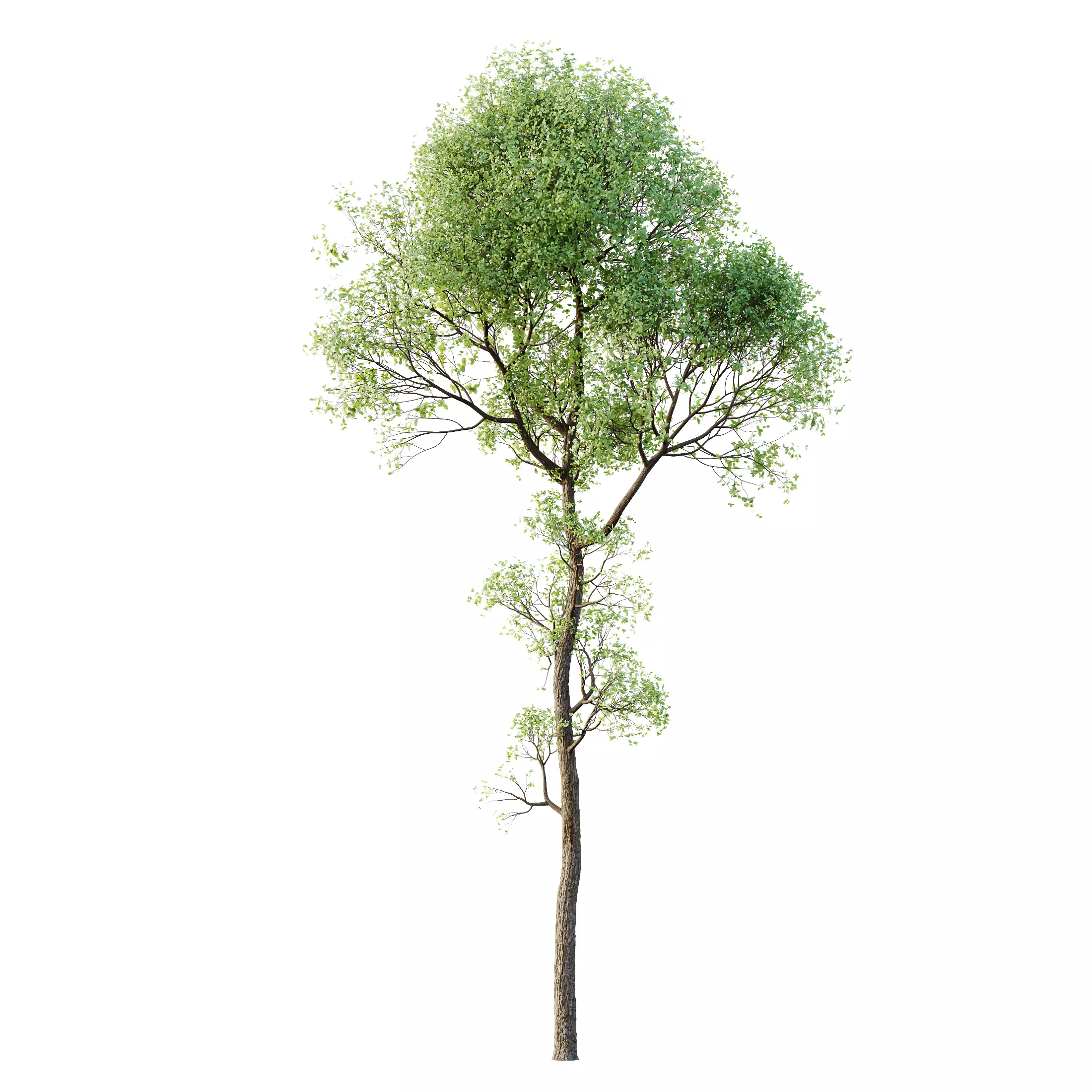 HQ Plants Shorea Robusta Sal Tree03 3D model_0