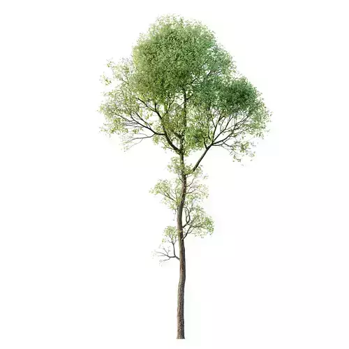 HQ Plants Shorea Robusta Sal Tree03 3D model