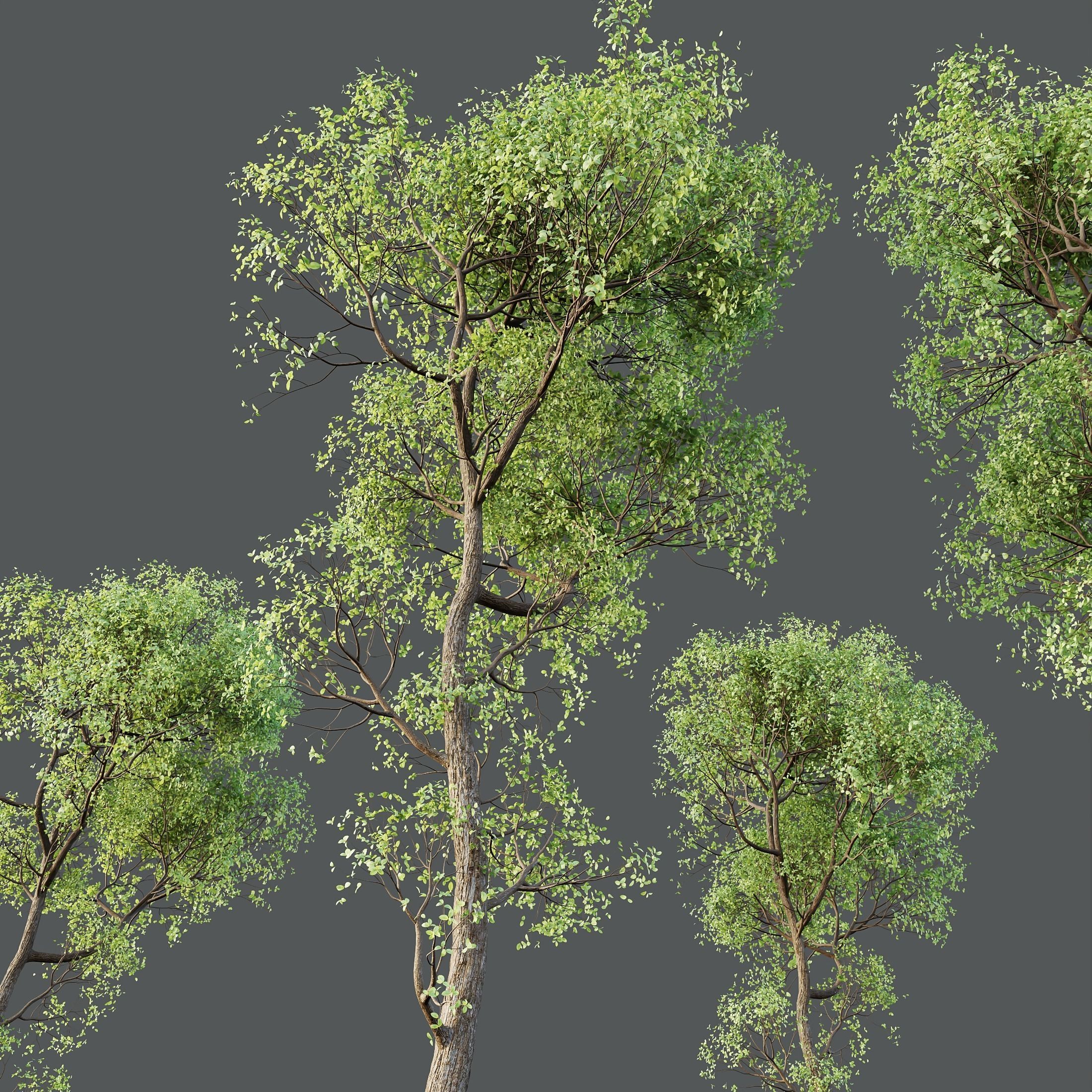 HQ Plants Shorea Robusta Sal Tree03 3D model_3