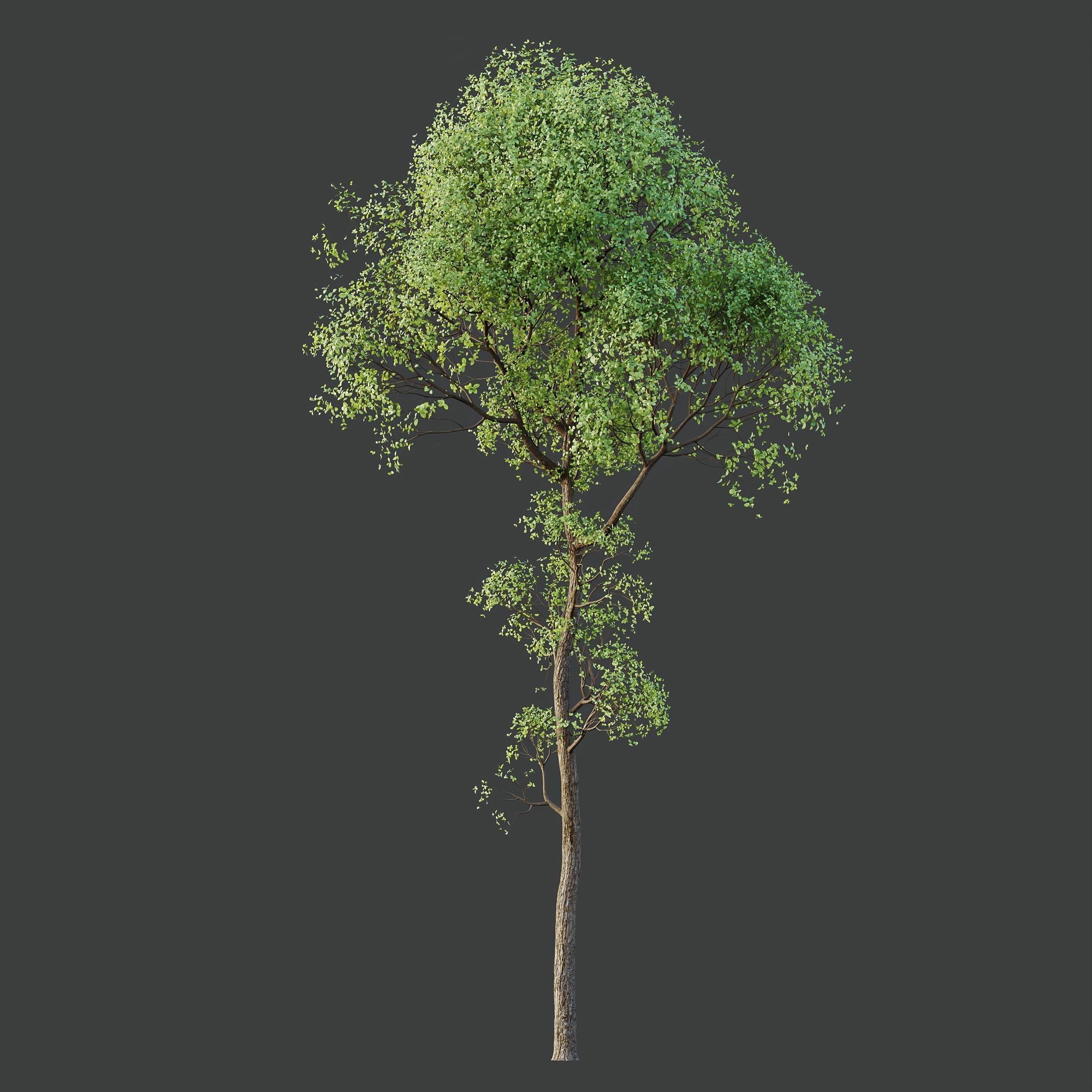 HQ Plants Shorea Robusta Sal Tree03 3D model_1