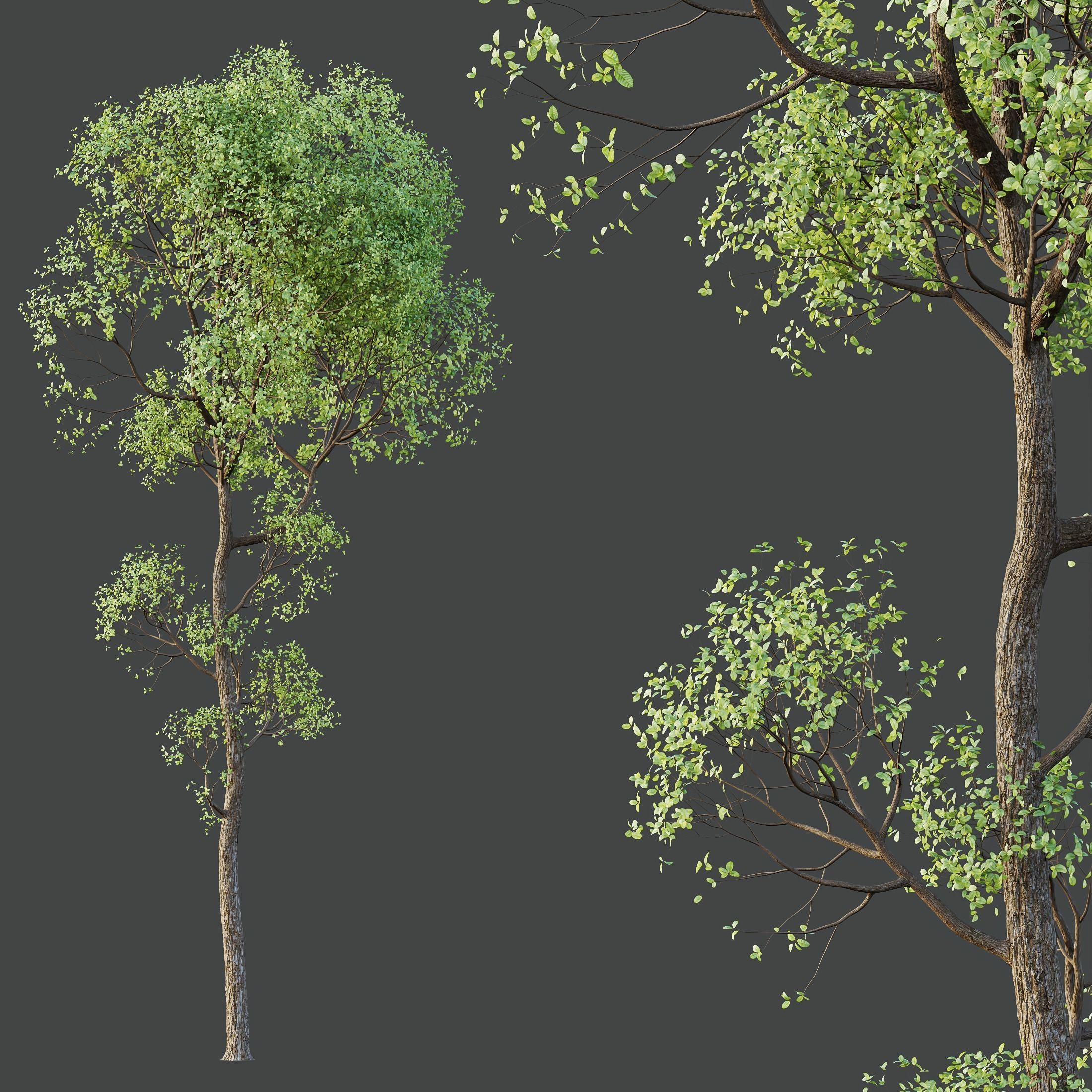 HQ Plants Shorea Robusta Sal Tree03 3D model_2