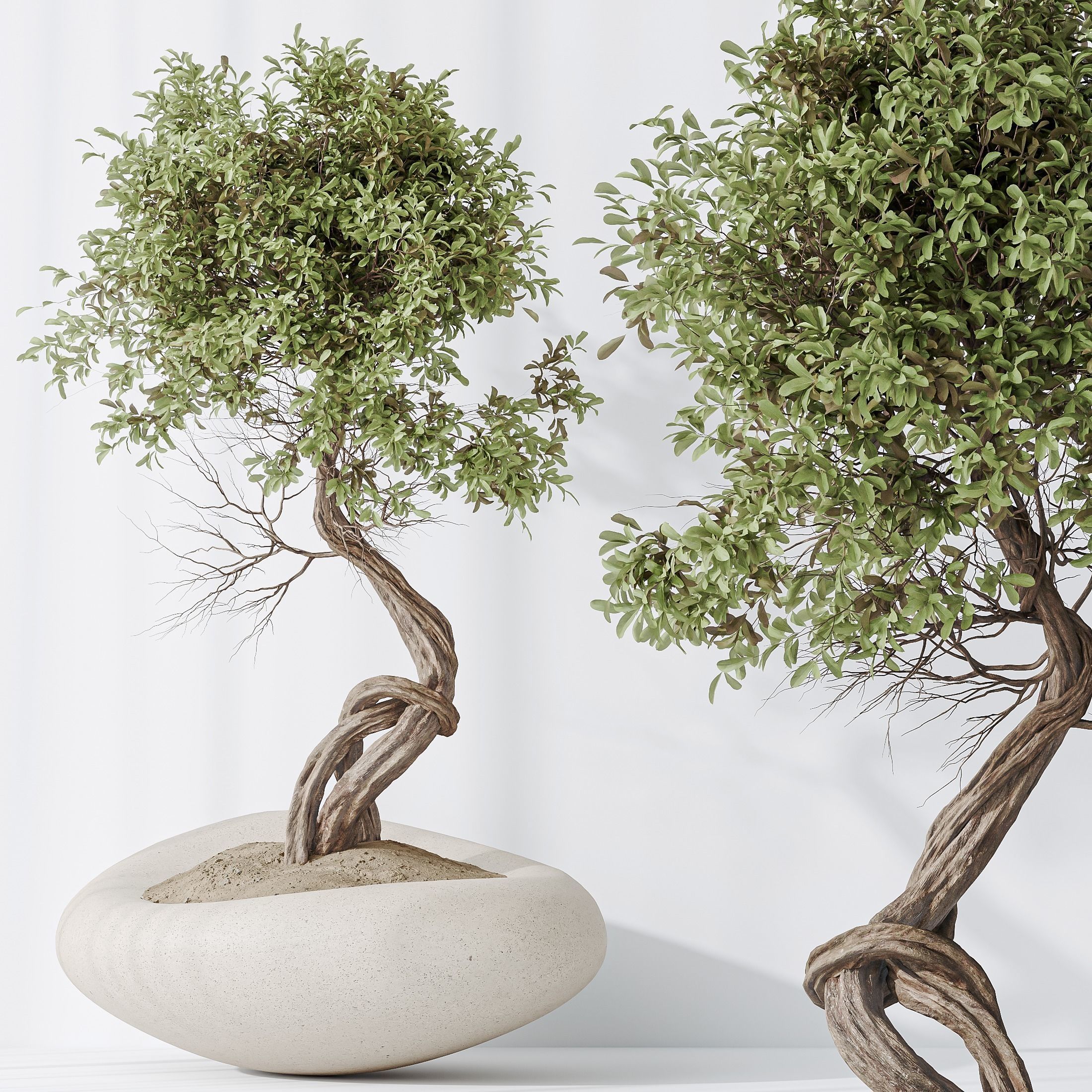 indoor plants set 94 Mission Kalamata Chemlali Olive 3D model_5