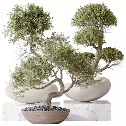 indoor plants set 94 Mission Kalamata Chemlali Olive 3D model