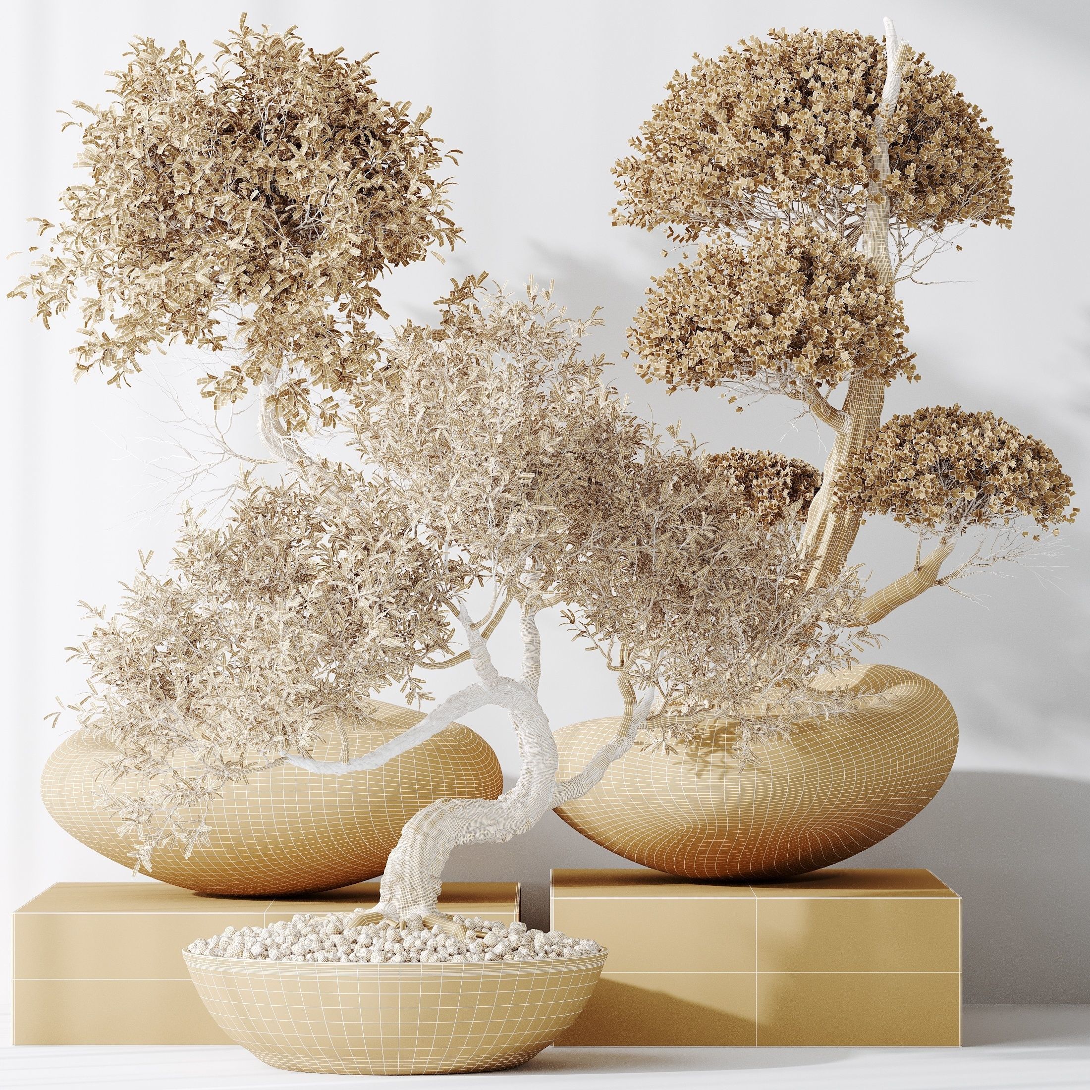 indoor plants set 94 Mission Kalamata Chemlali Olive 3D model_7