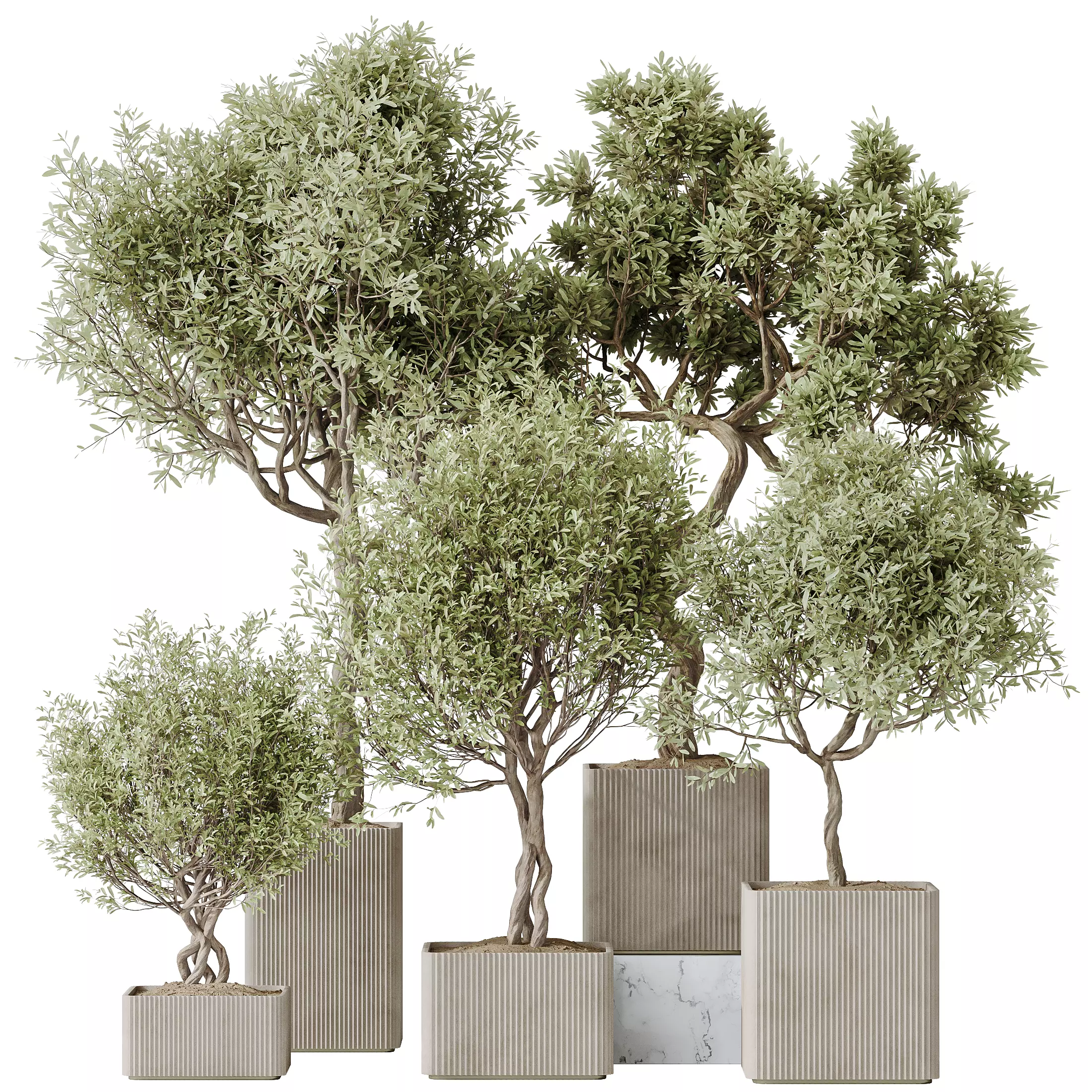 indoor plants set 95 Mission Kalamata Chemlali Olive 3D model