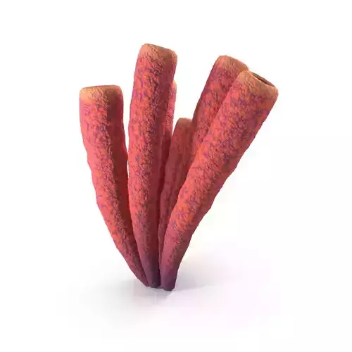 Pink Tube Sponges 