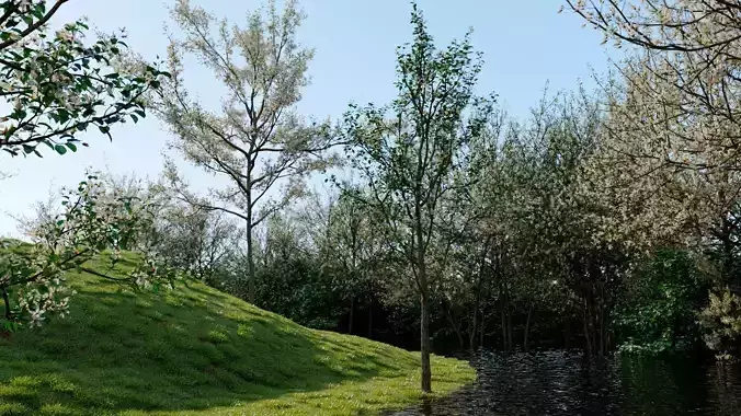 Amelanchier lamarckii b