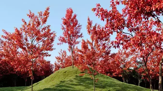 Amelanchier lamarckii c