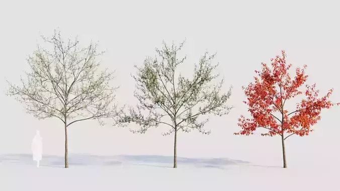 Amelanchier lamarckii d