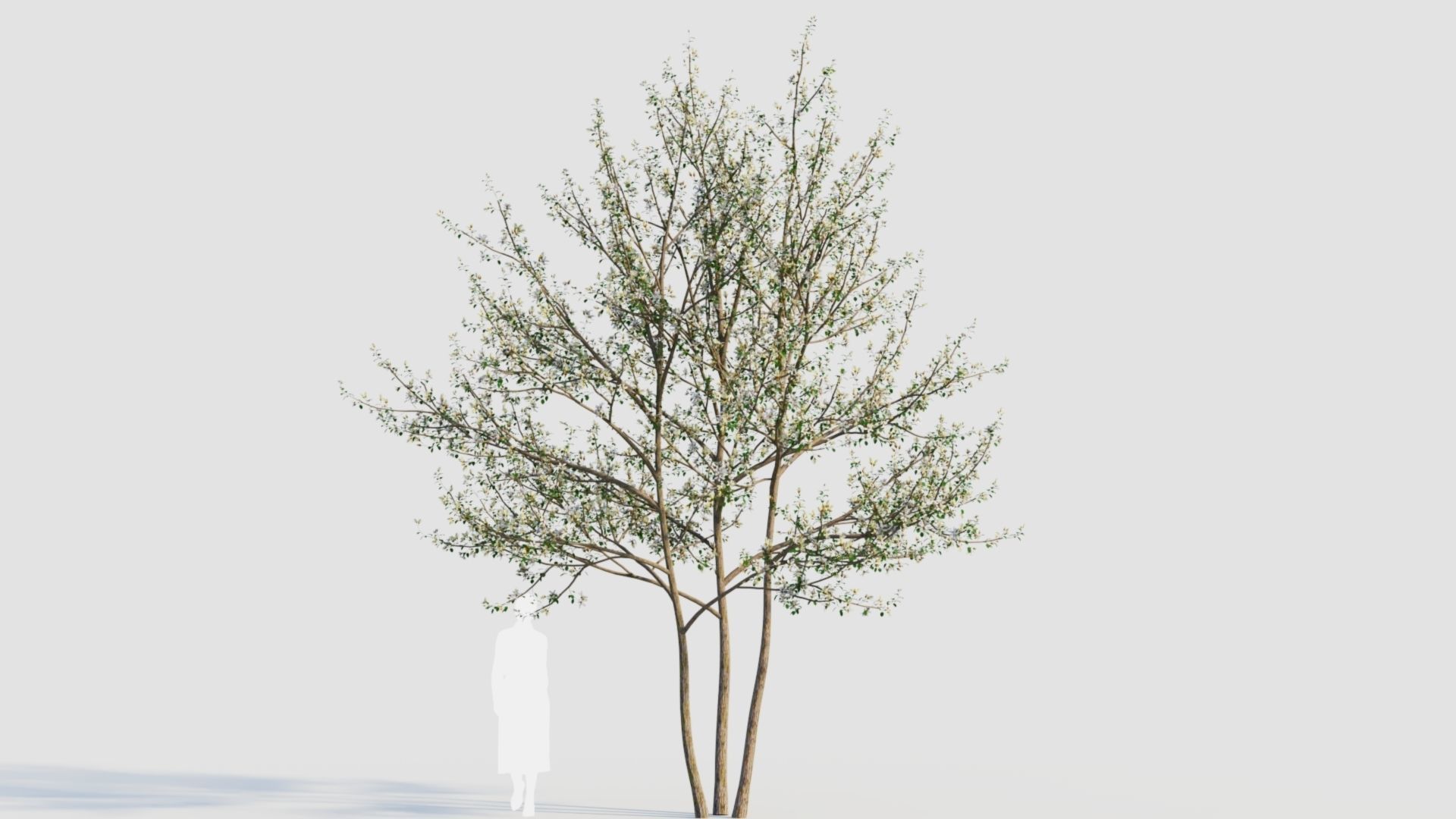 Amelanchier lamarckii e 3D model_12