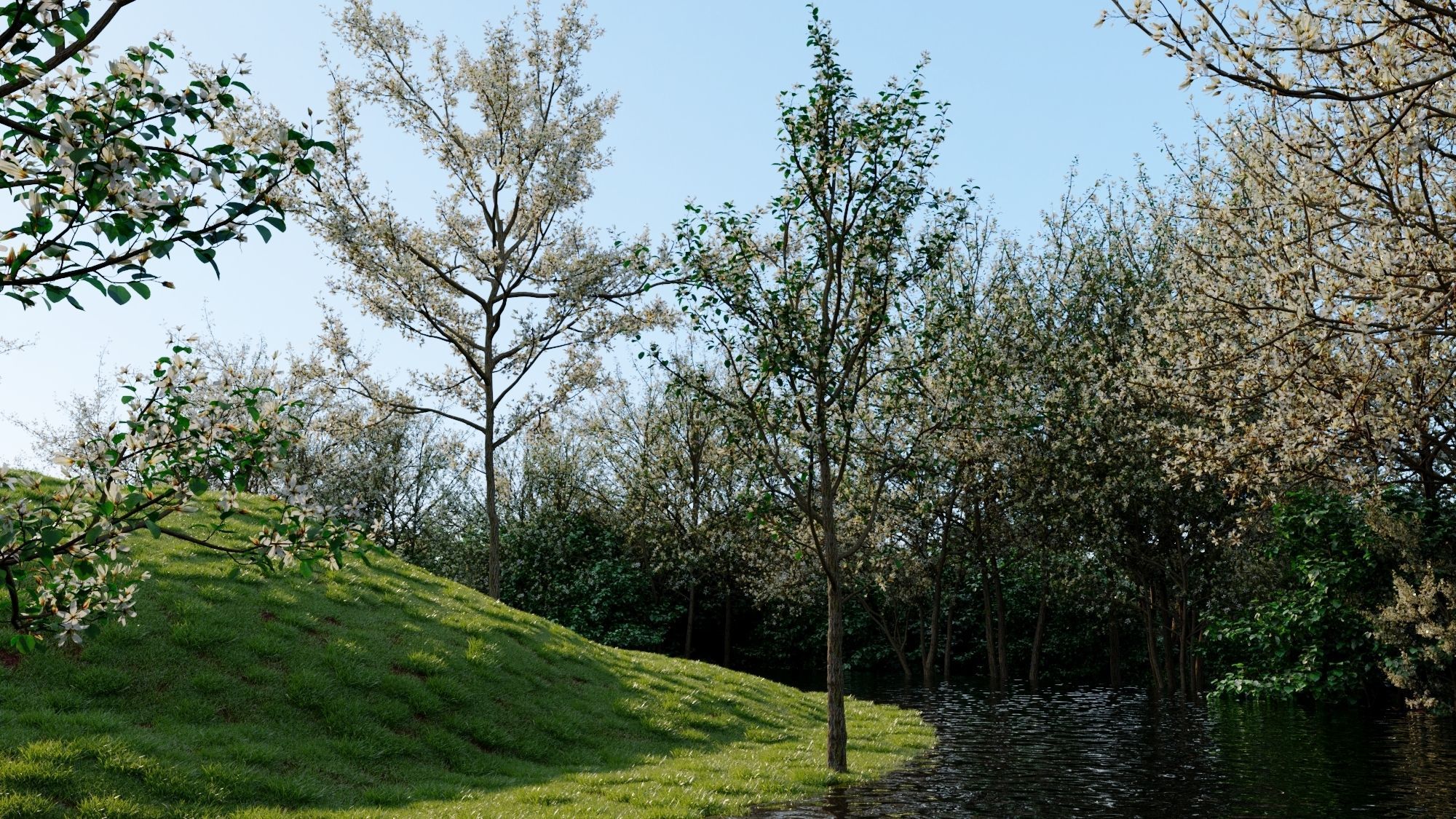 Amelanchier lamarckii e 3D model_1