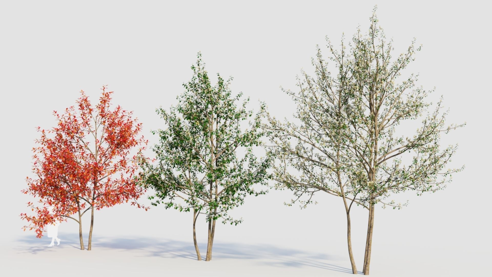 Amelanchier lamarckii e 3D model_6