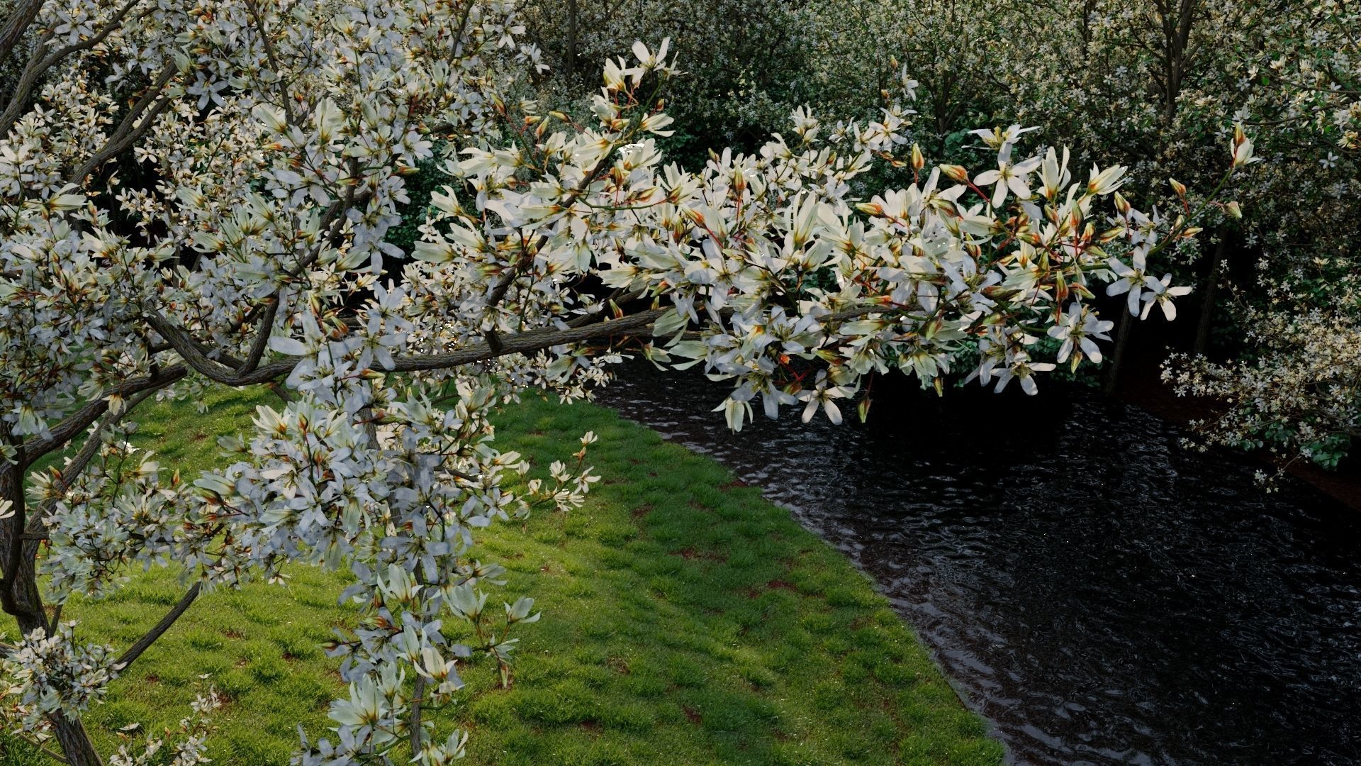 Amelanchier lamarckii e 3D model_2