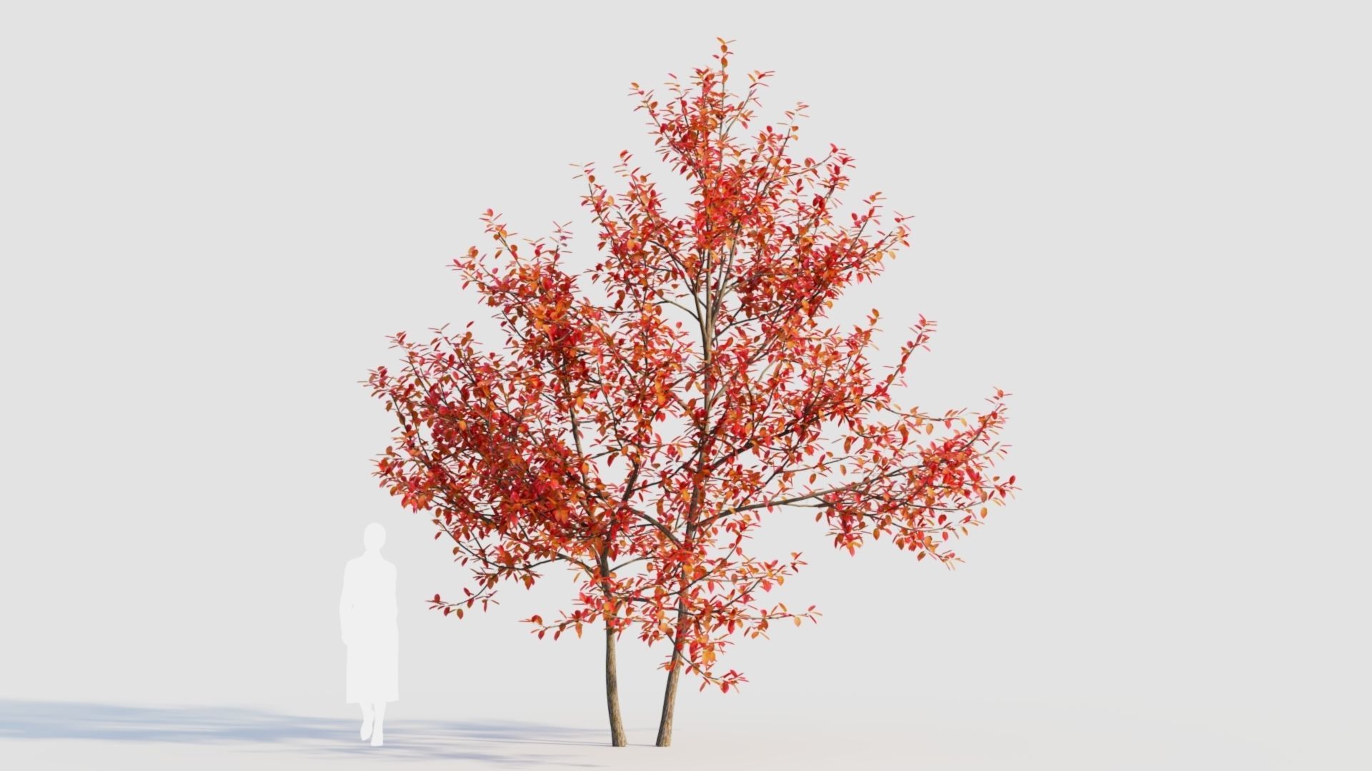 Amelanchier lamarckii e 3D model_10