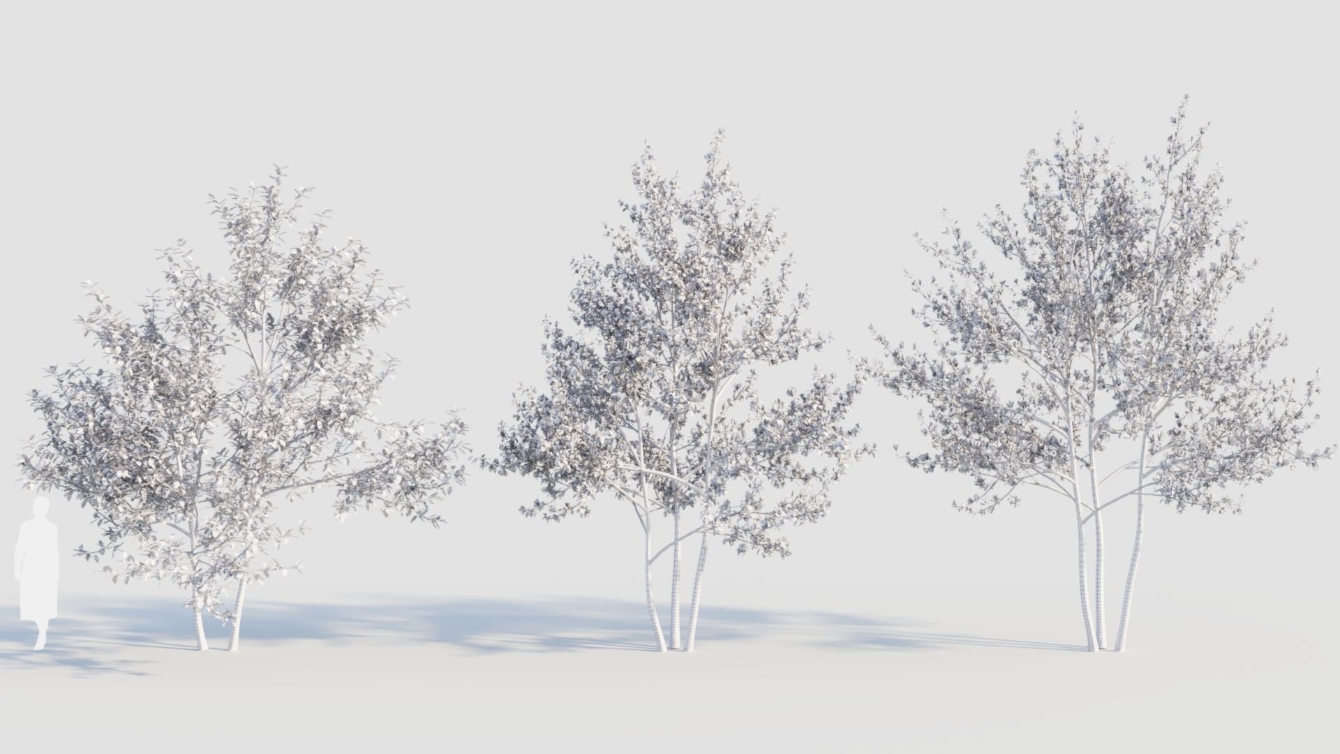 Amelanchier lamarckii e 3D model_5