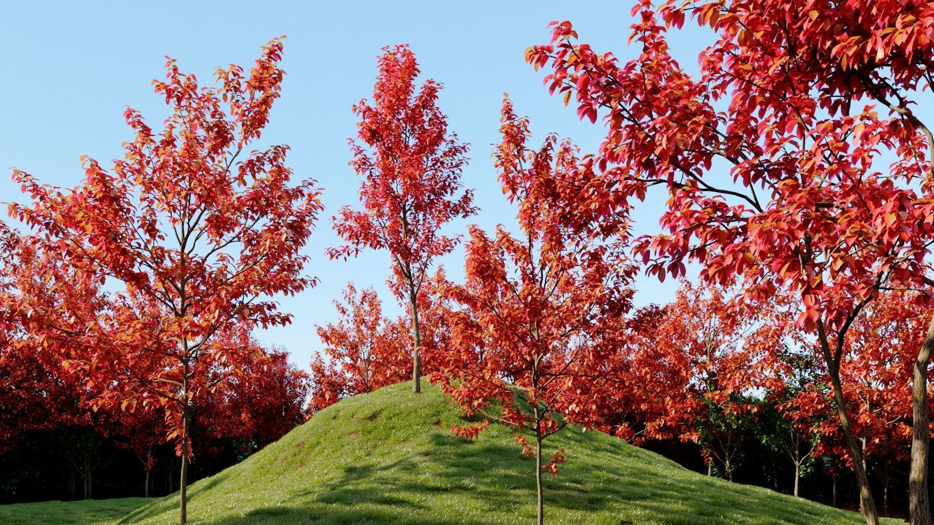 Amelanchier lamarckii e 3D model_3