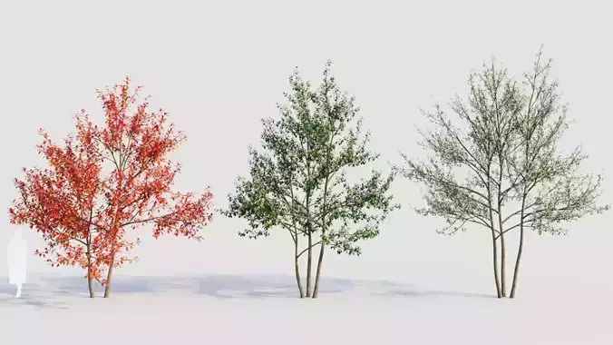 Amelanchier lamarckii e