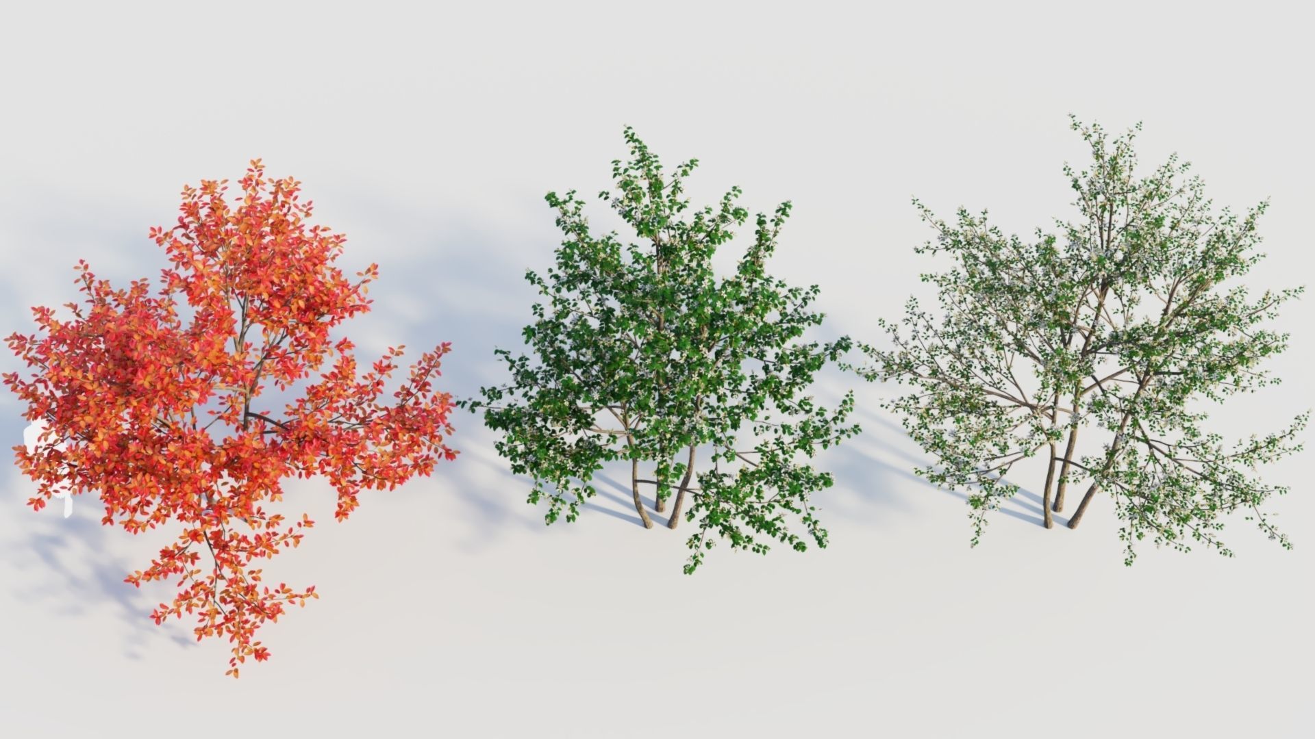 Amelanchier lamarckii e 3D model_7