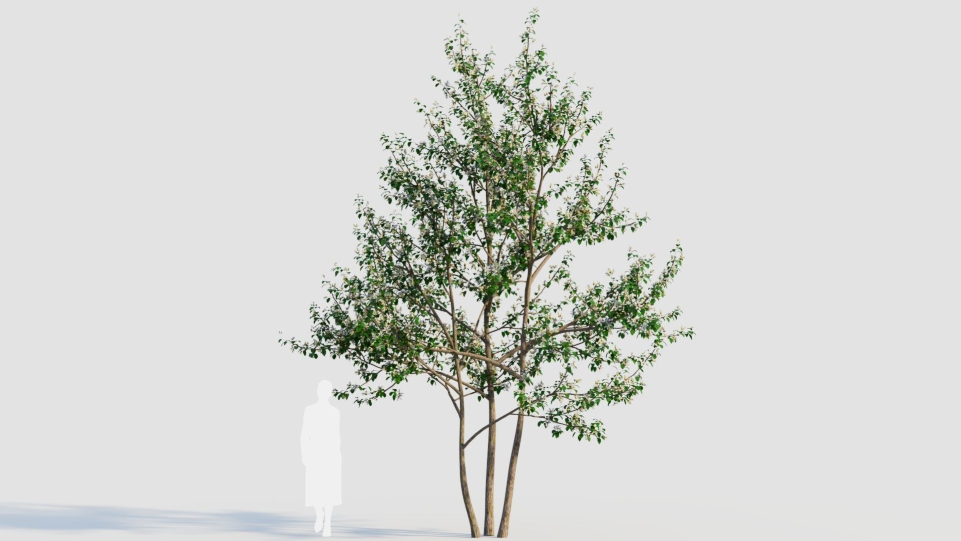 Amelanchier lamarckii e 3D model_11