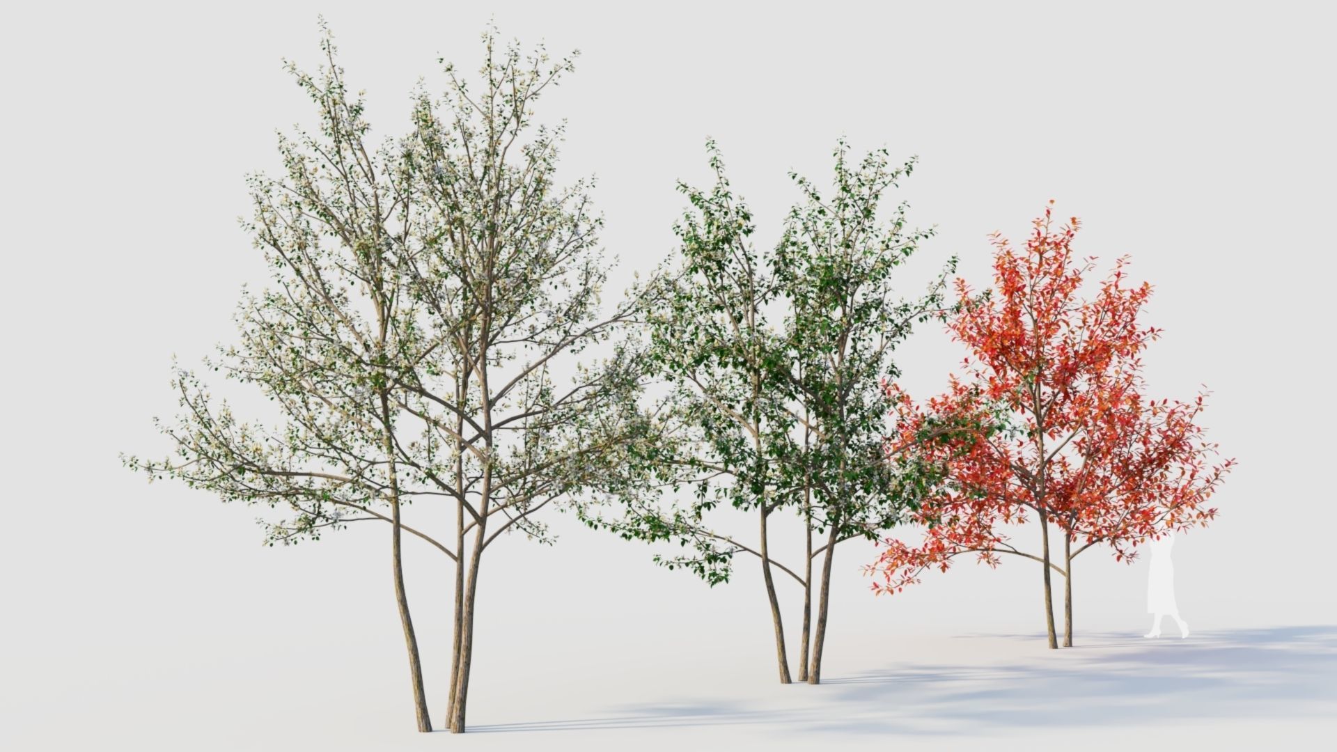 Amelanchier lamarckii e 3D model_9