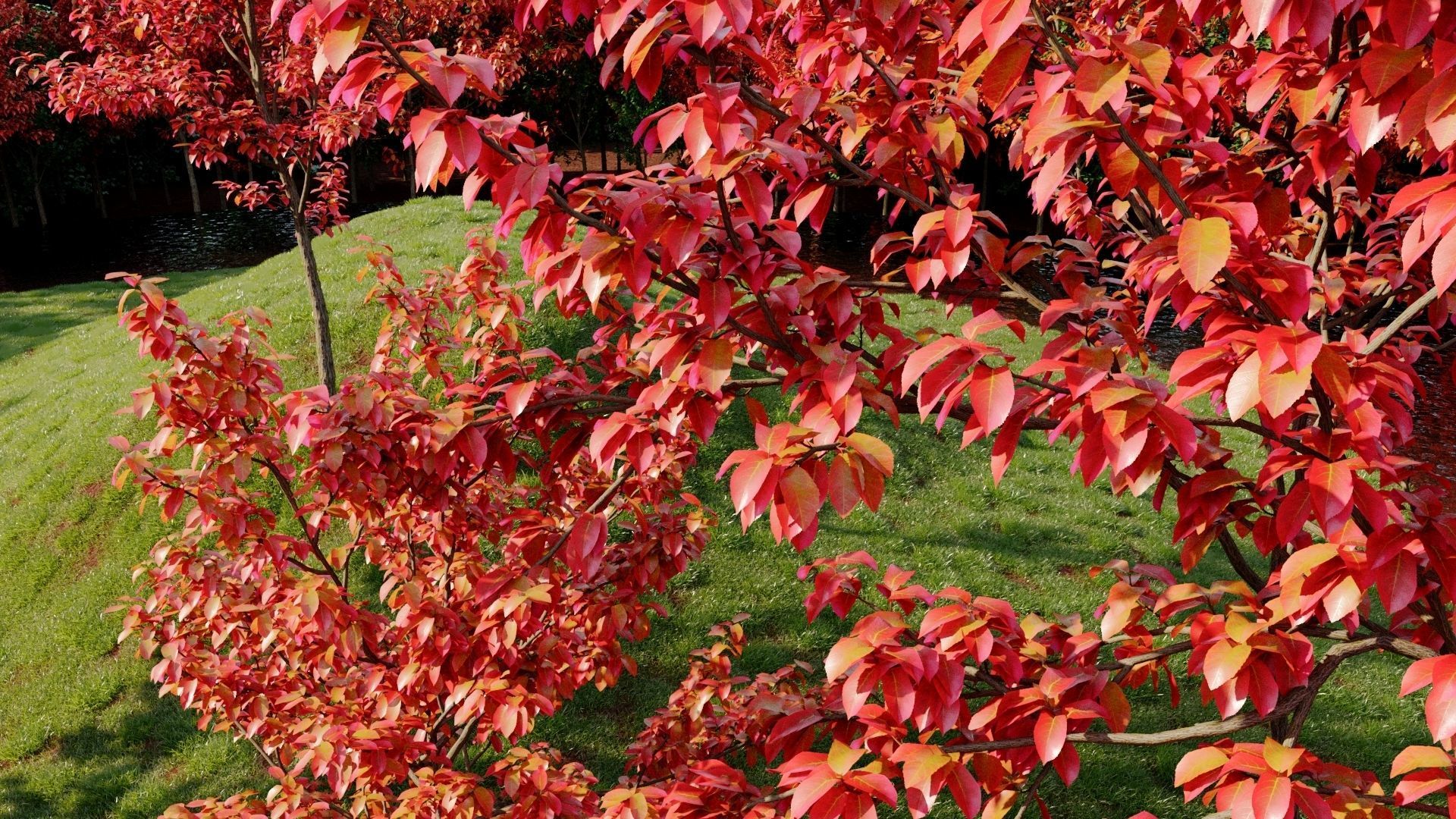 Amelanchier lamarckii e 3D model_4