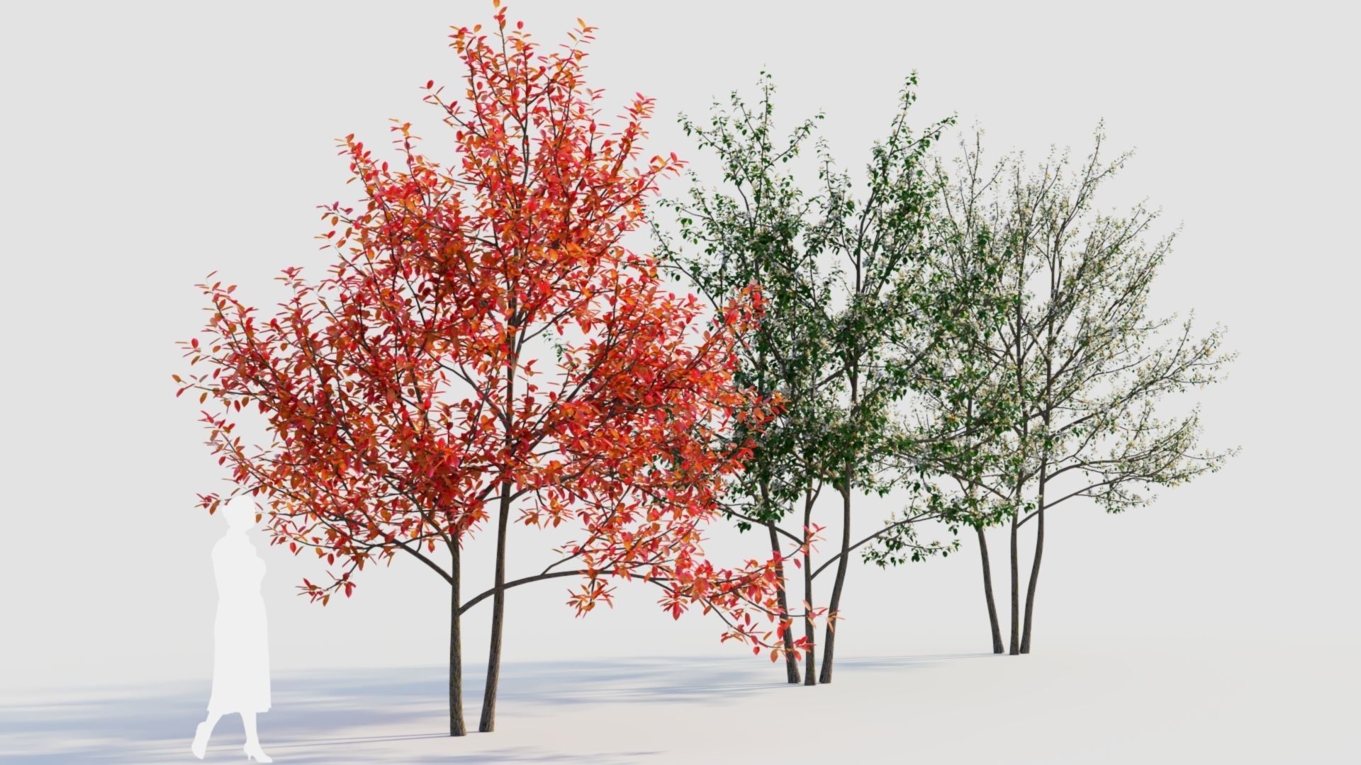 Amelanchier lamarckii e 3D model_8
