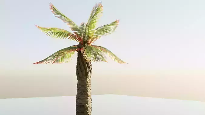 palm tree