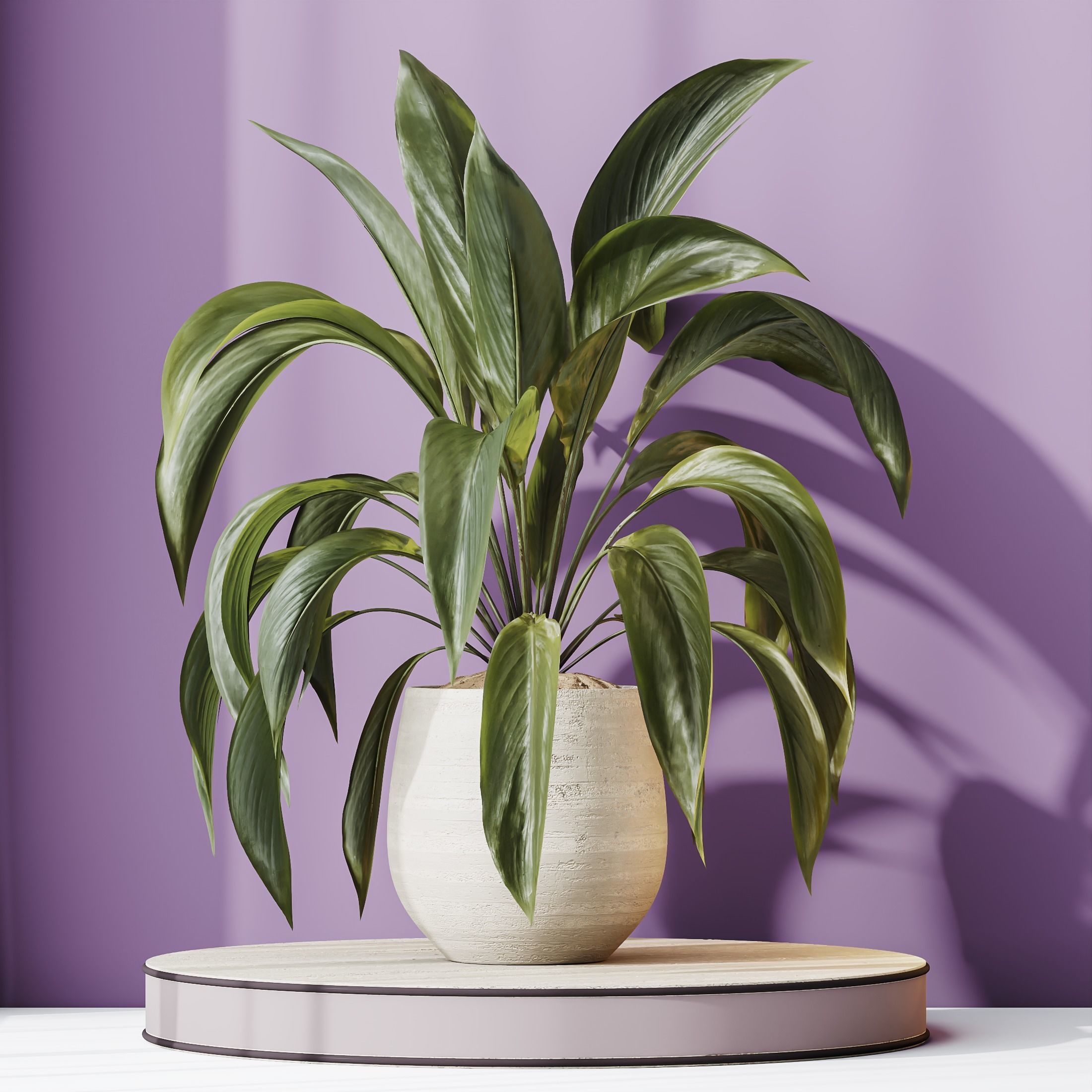 Plants Spathiphyllum Wallisii Bellini Peace Lily Domino Set03 3D model_2