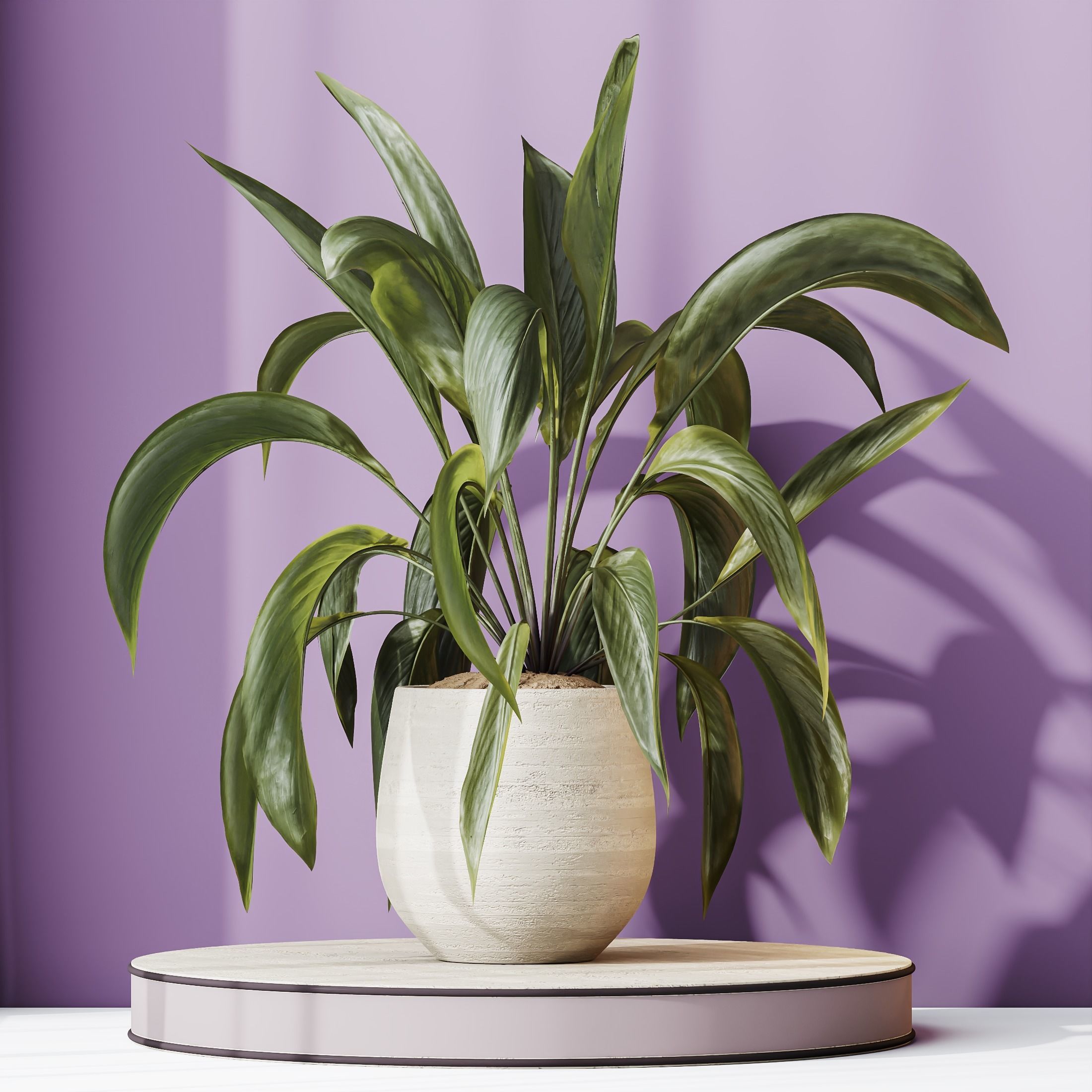 Plants Spathiphyllum Wallisii Bellini Peace Lily Domino Set03 3D model_1