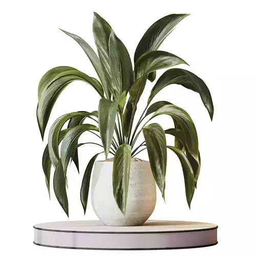 Plants Spathiphyllum Wallisii Bellini Peace Lily Domino Set03 3D model