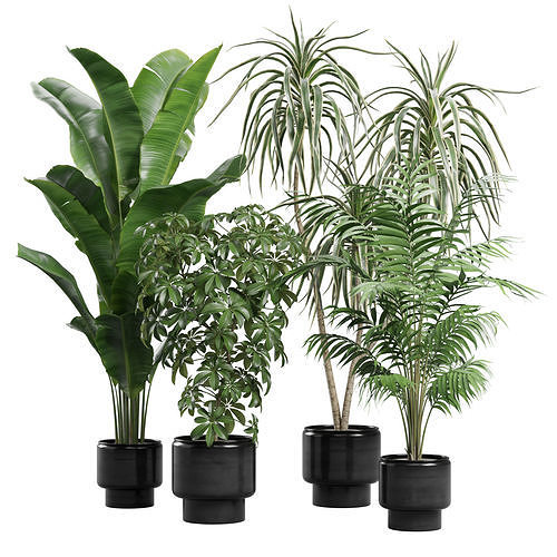 Indoor Plants Pack 70 3D model